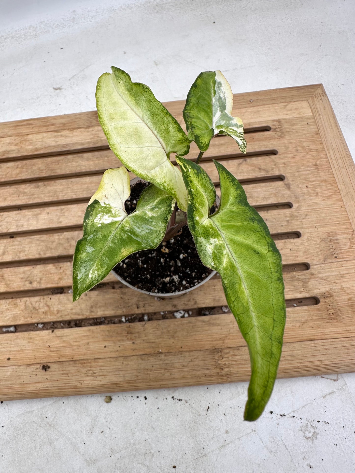 Syngonium Angustatum Variegated - Labour Day Sale ❤️🔥