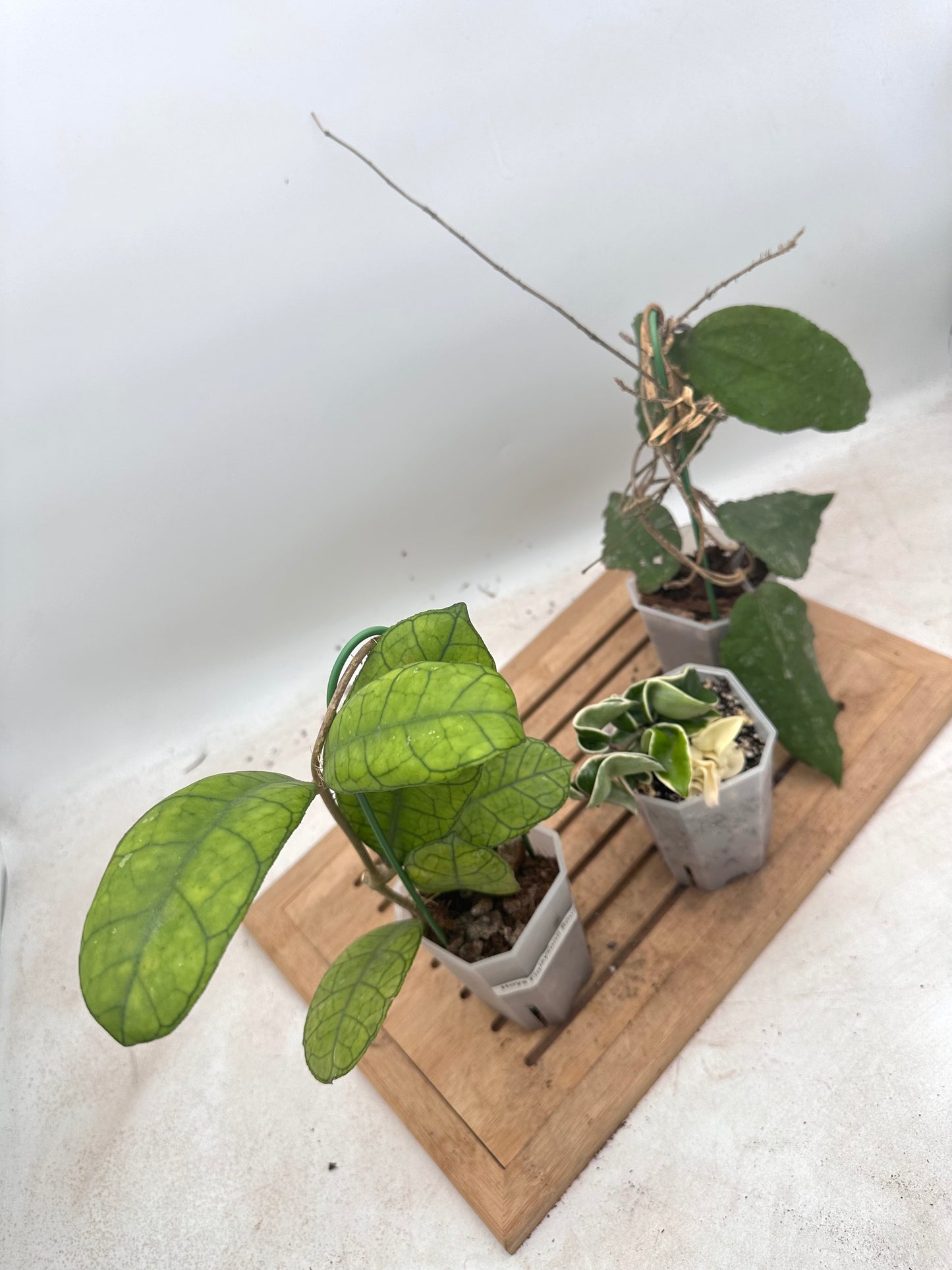 Combo Sale - Hoya Hindu Rope Albo & Hoya Finlaysonii Round Leaf & Hoya Caudata Big Leaves