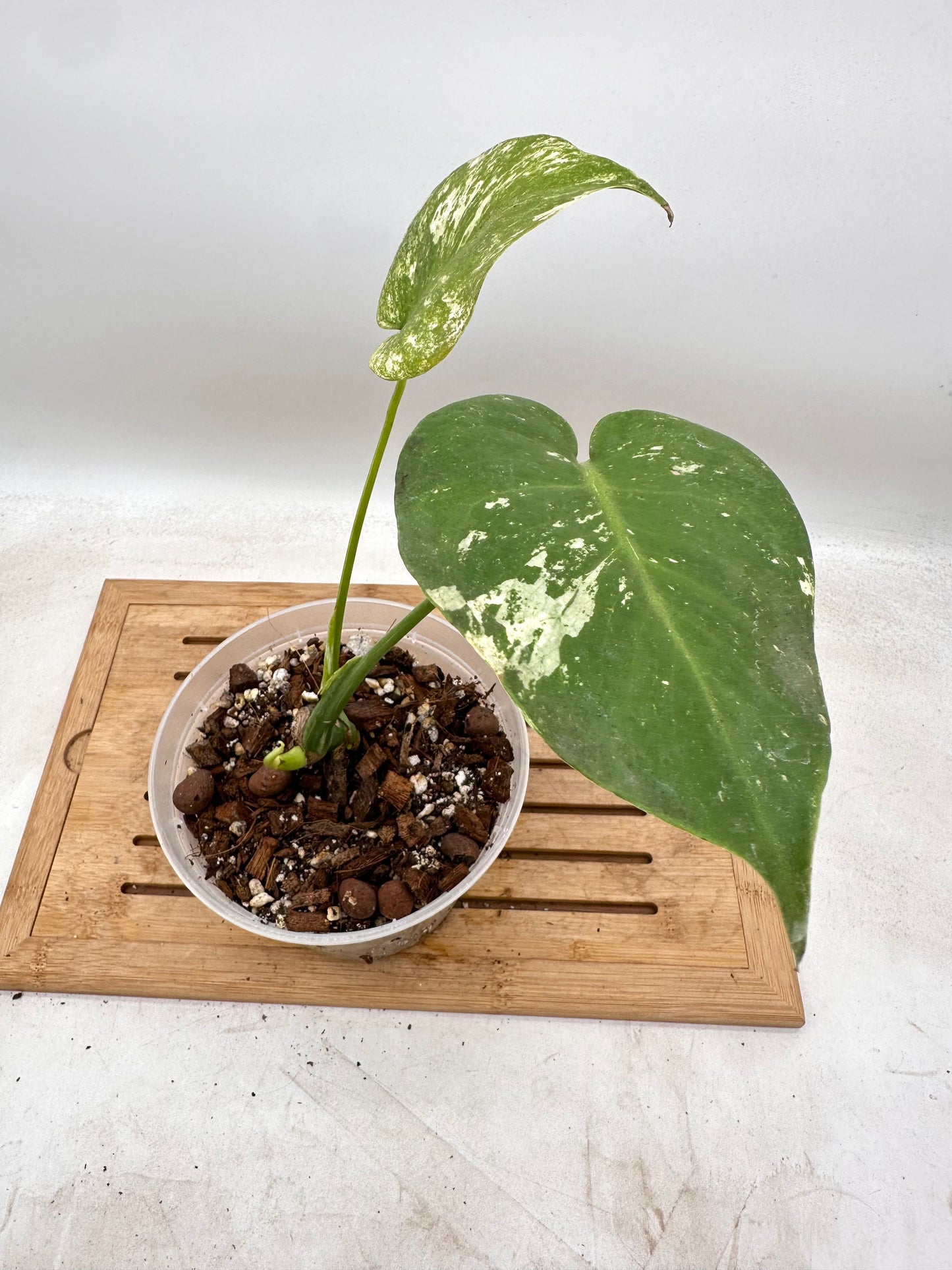 Monstera White Monster