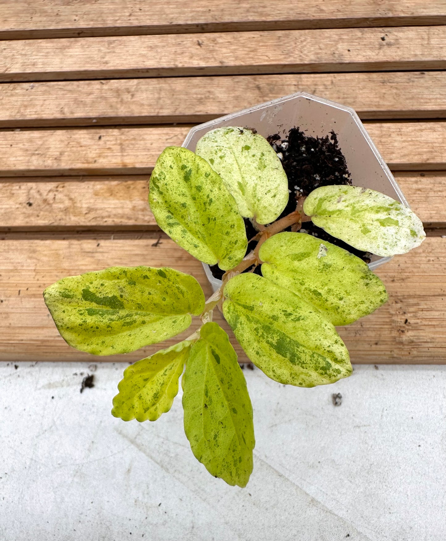 Begonia Watermelon Variegated - Pellionia Repens Variegated