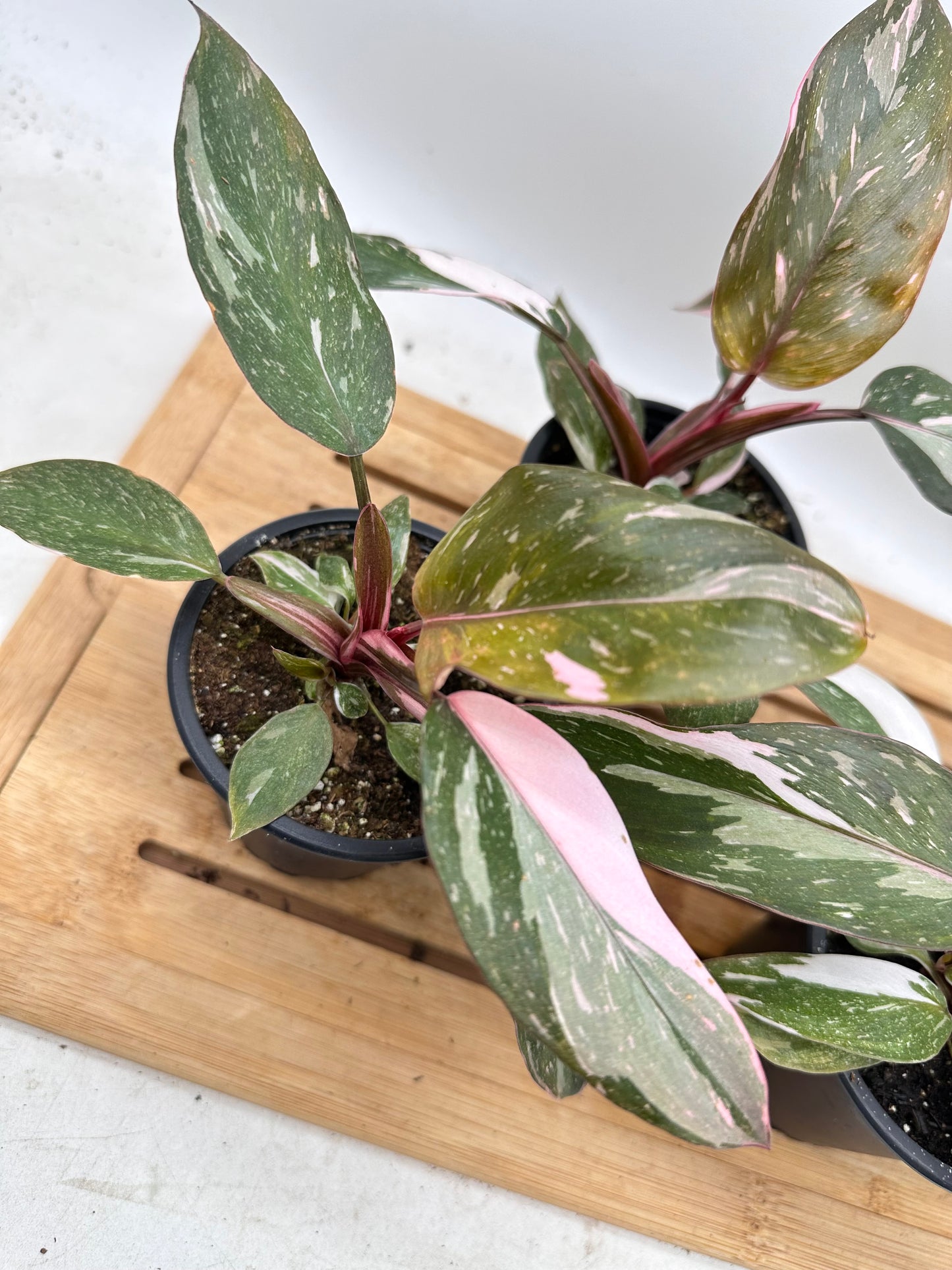 Philodendron Pink Princess - August Sale