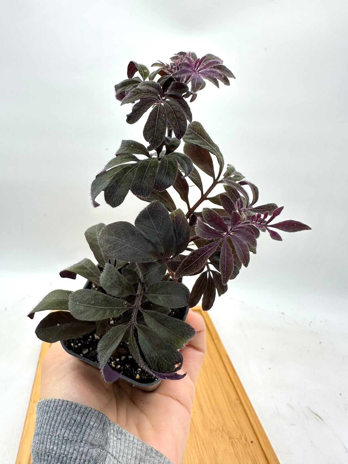Solanum Uleanum