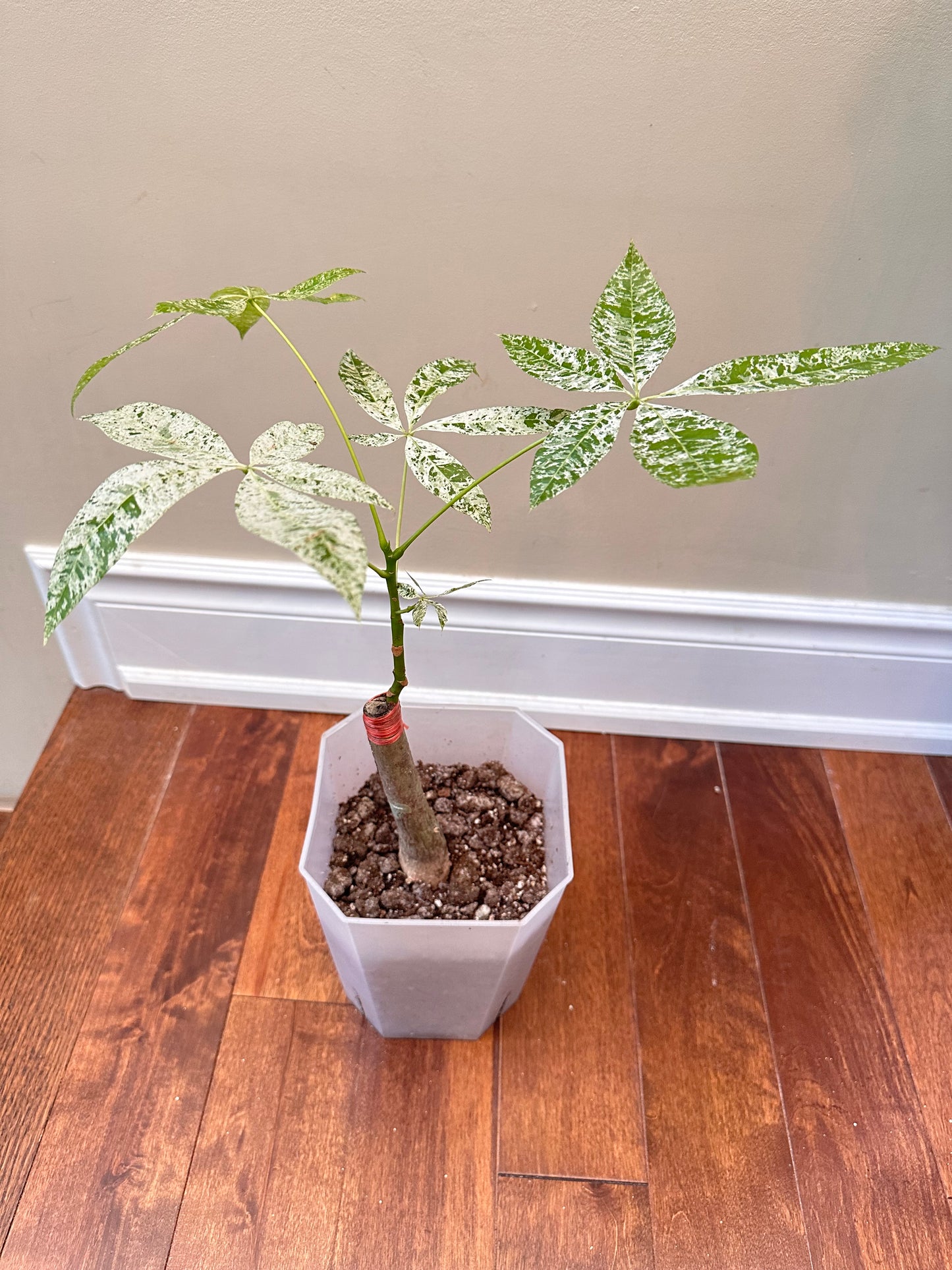 Variegated Money Tree E - August Sale