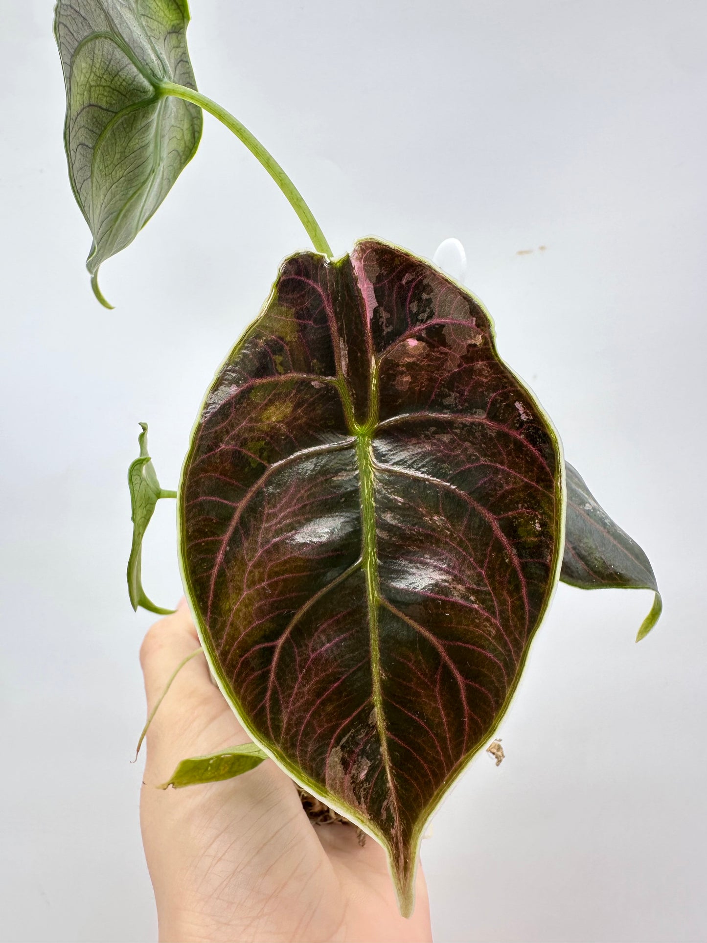 Alocasia Azlanii Albo Pink Variegated
