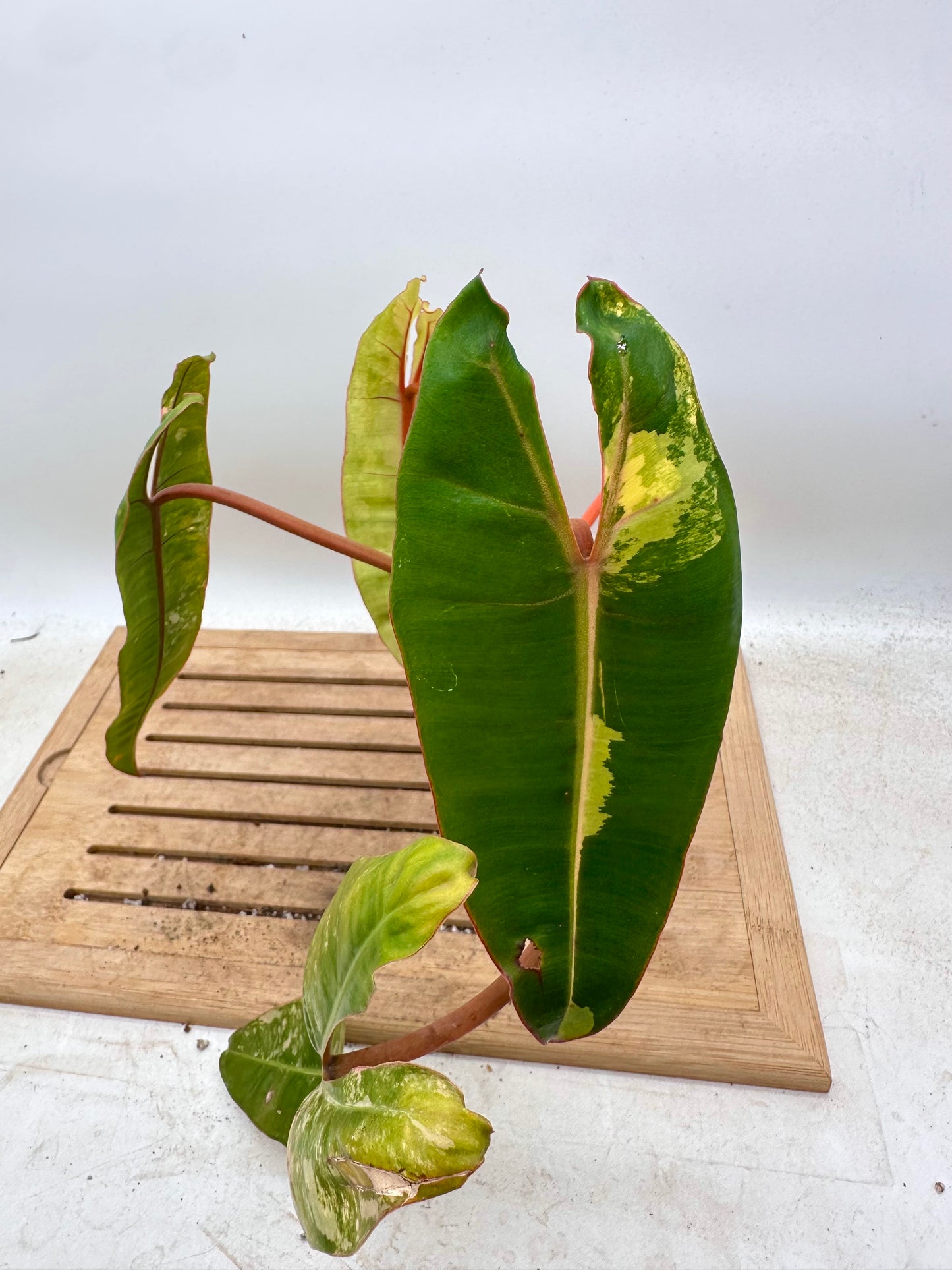 Philodendron Billiatiae Variegated