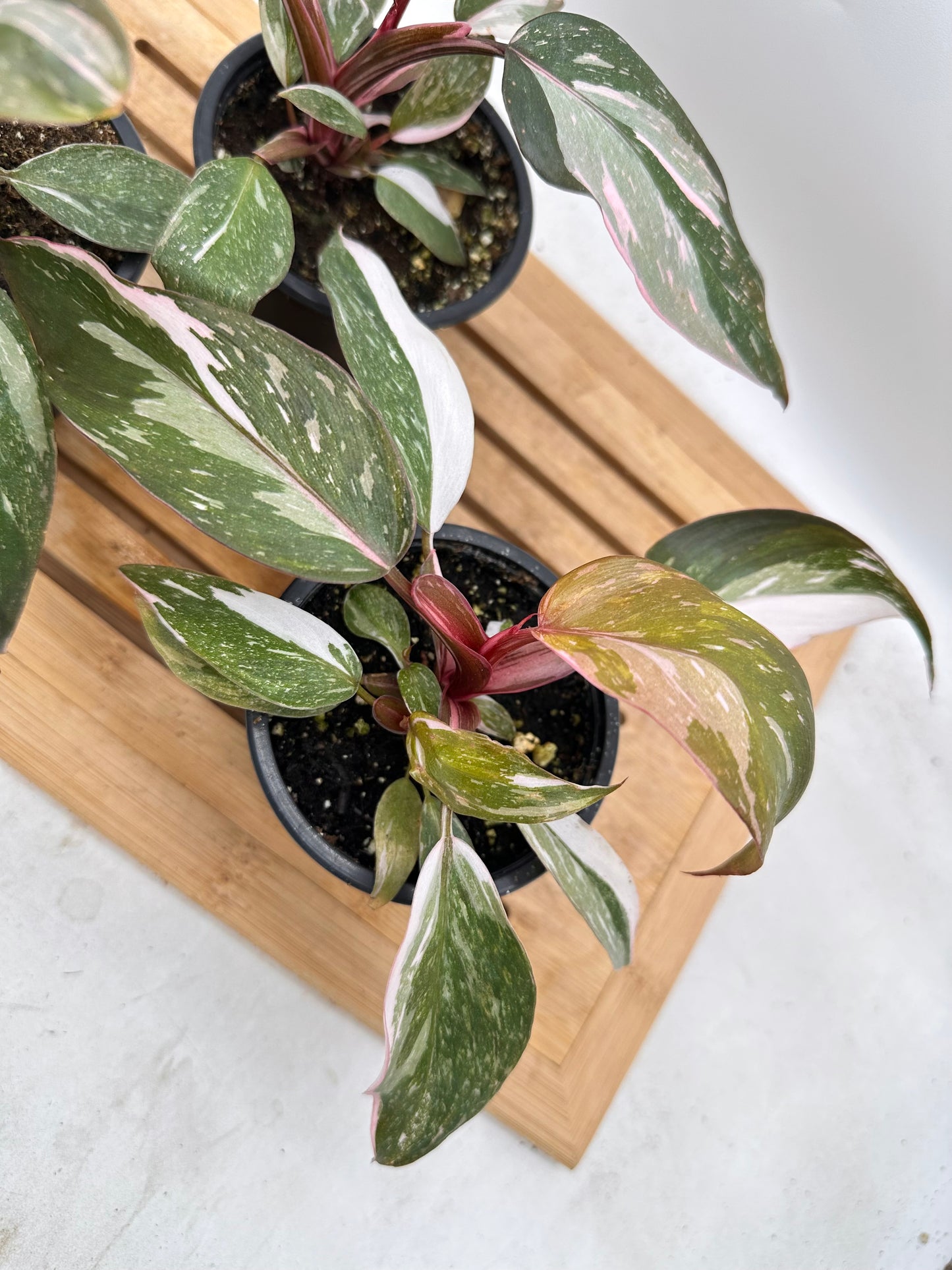 Philodendron Pink Princess - August Sale