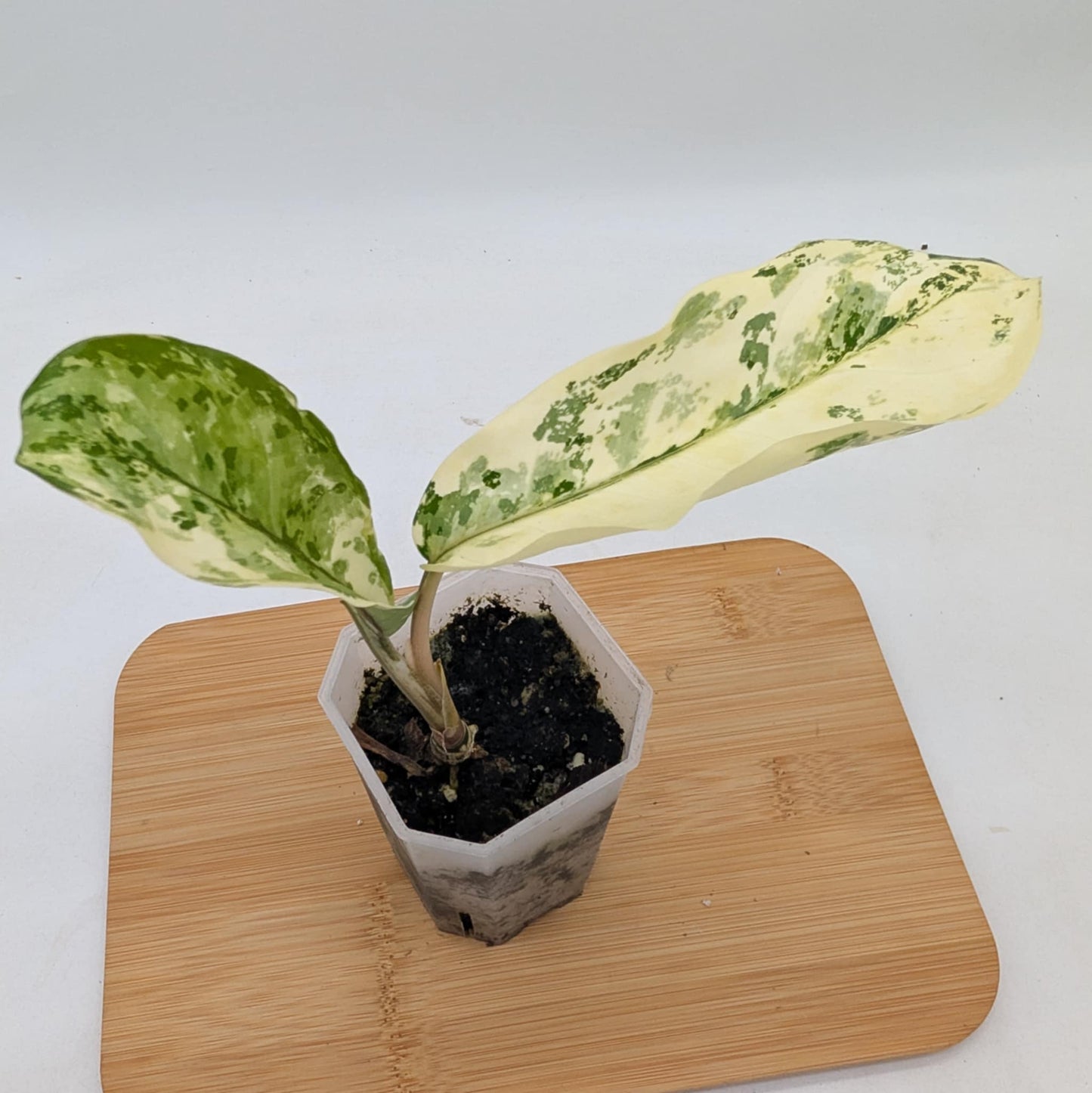 Aglaonema Manila Pride Variegated