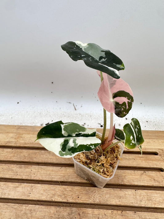 Alocasia Chantrieri Pink Variegated