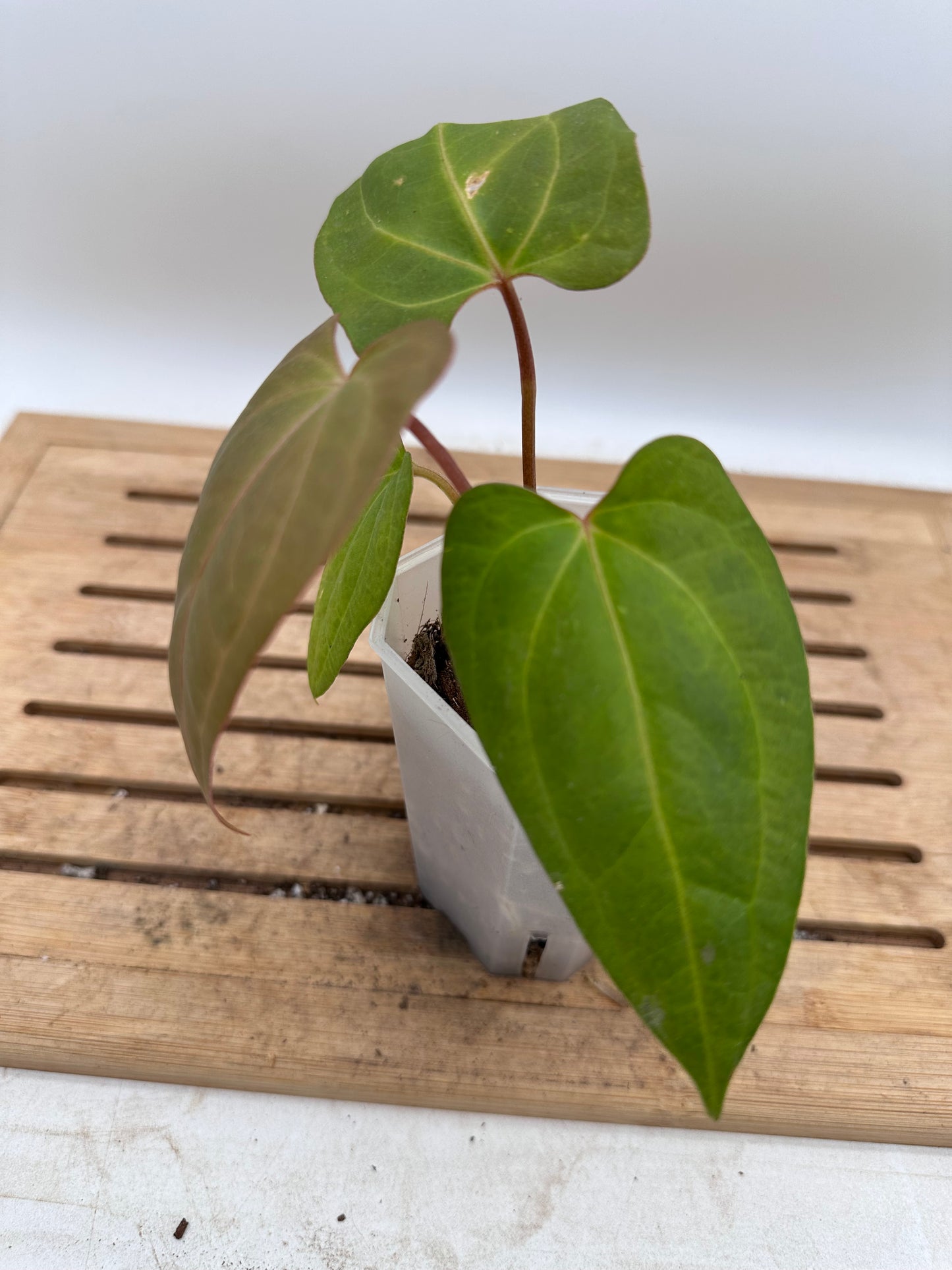 Anthurium Red Stem x Blue Papillilaminum - Thanksgiving Sale 💚