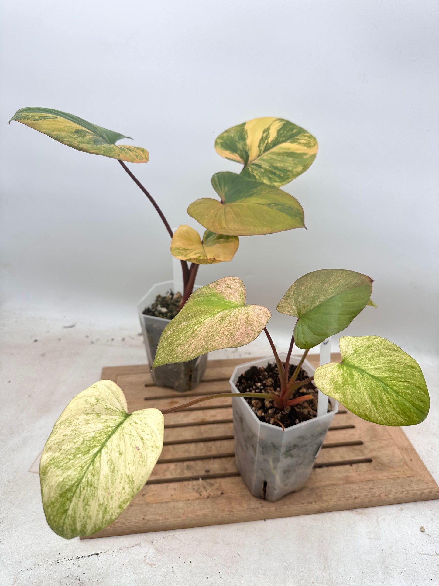 Combo Sale - Homalonema Rubescens Variegated Varieties
