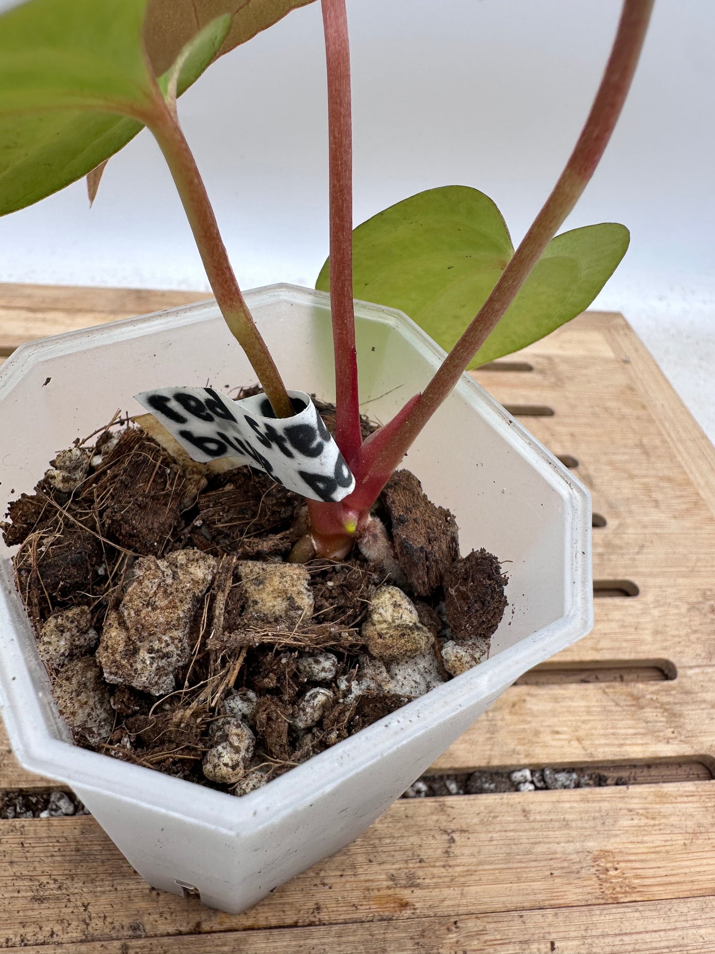 Anthurium Red Stem x Blue Papillilaminum - Thanksgiving Sale 💚