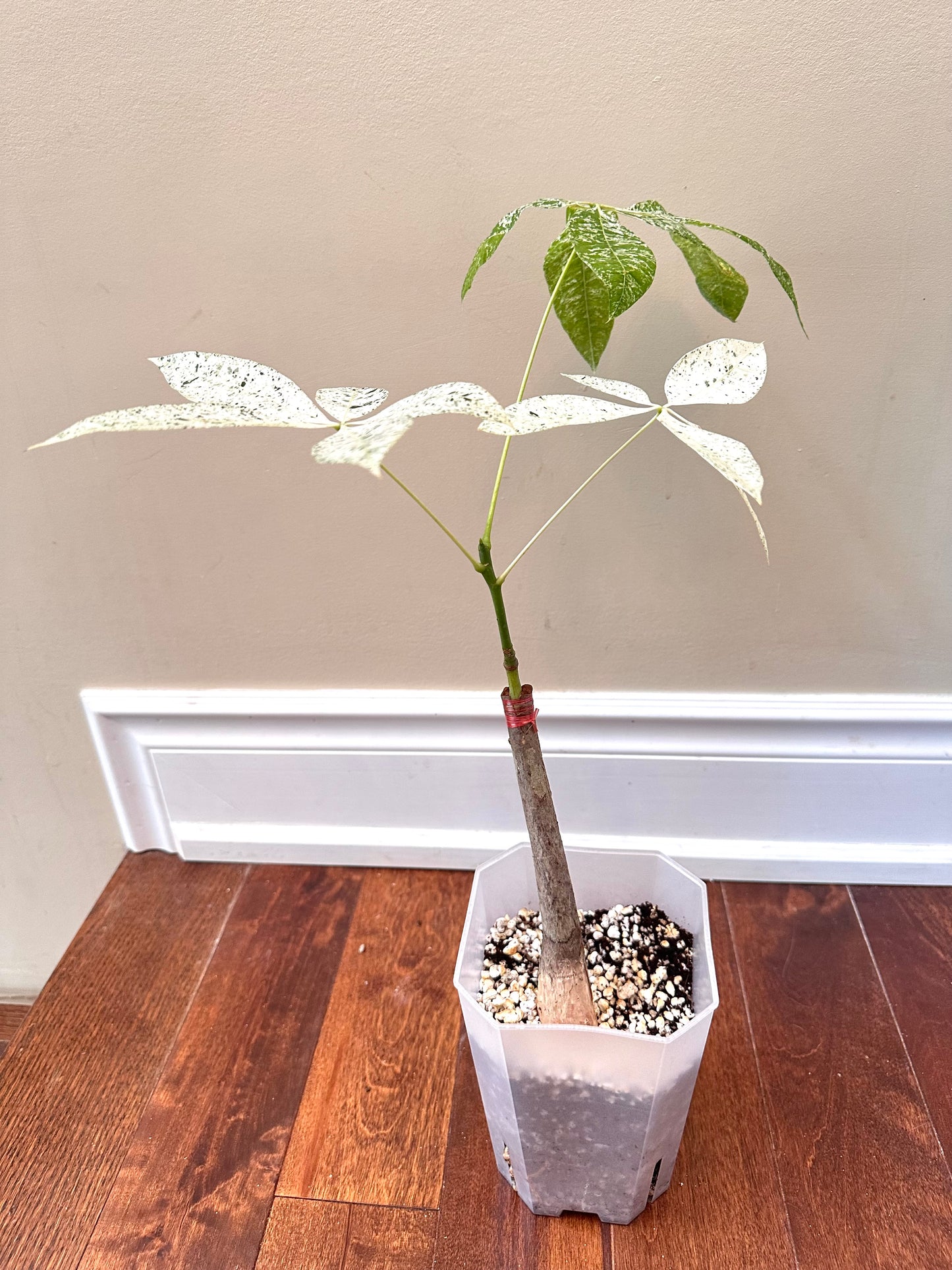 Variegated Money Tree B - August Sale