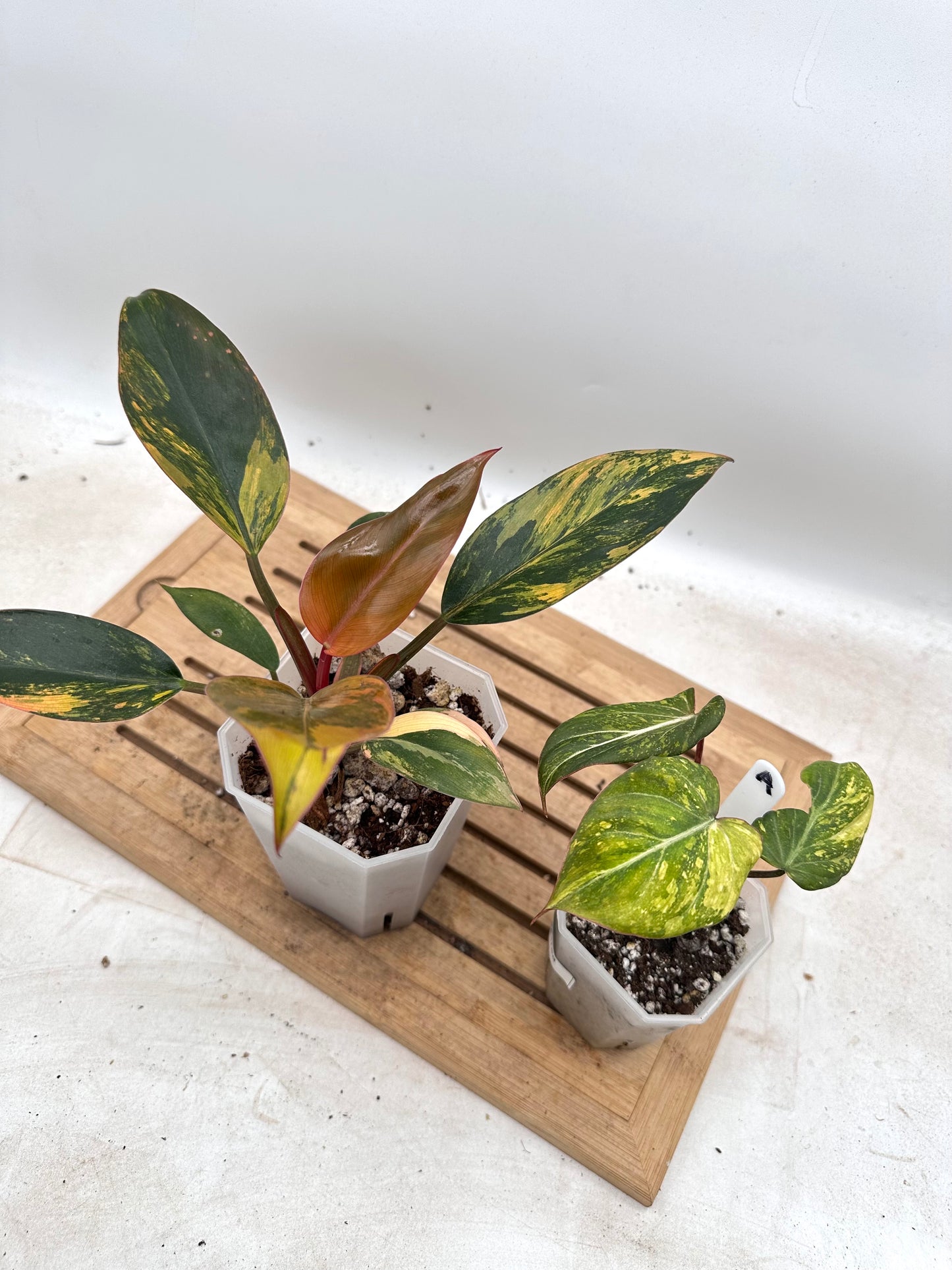 Combo Sale - Philodendron Red Congo Variegated & Gloriosum Variegated