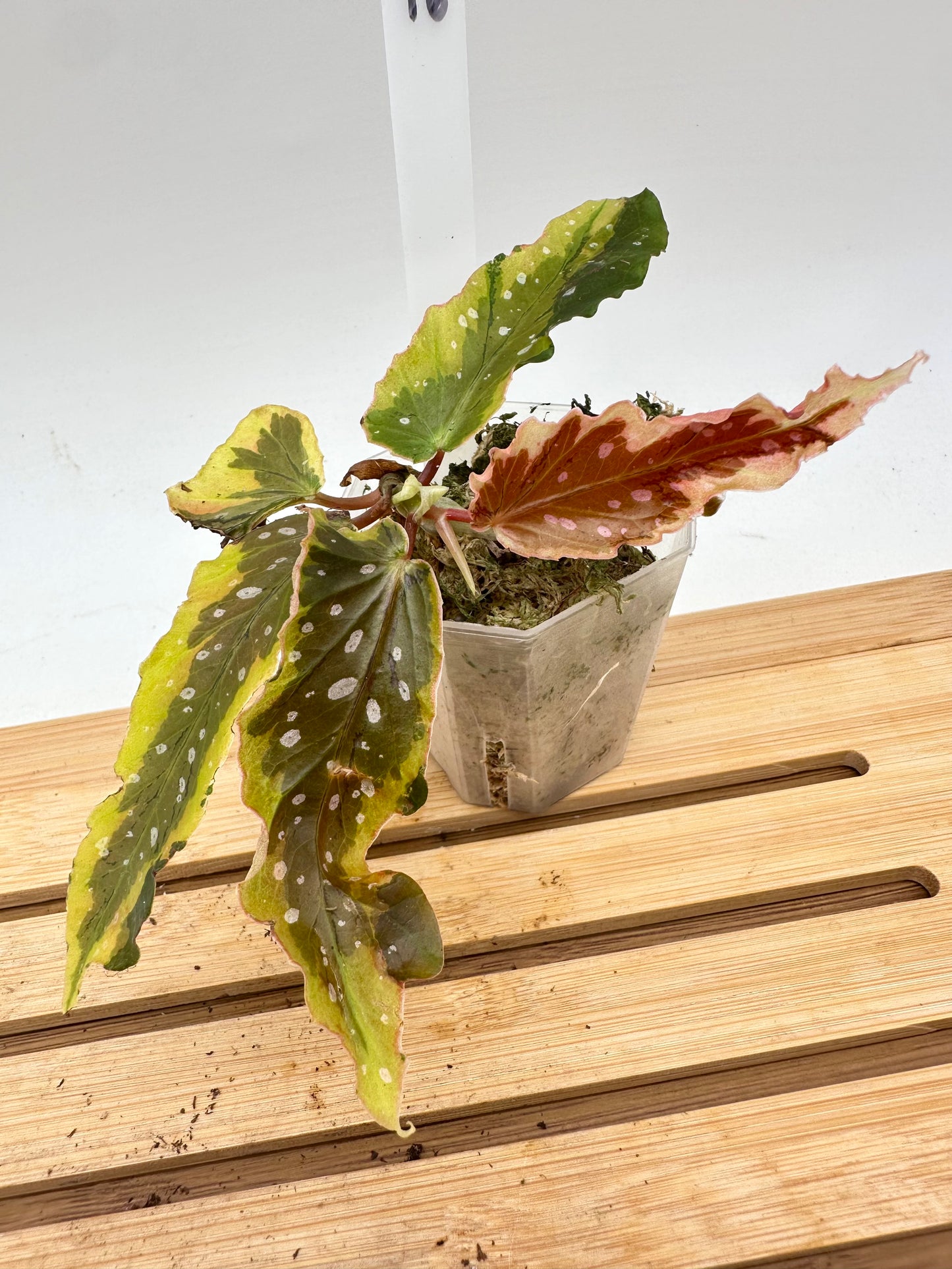 Begonia Dainty Spray Variegated