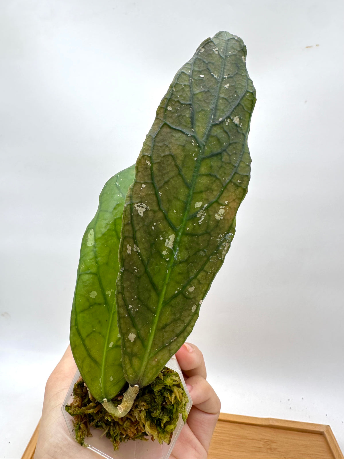 Hoya sp. Tanggamus