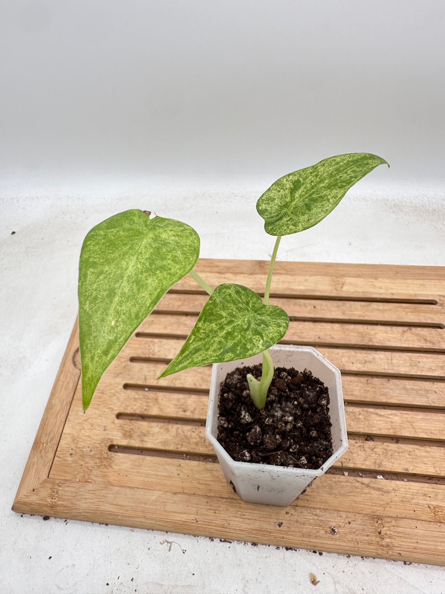 Alocasia Cucullata Mint Variegated