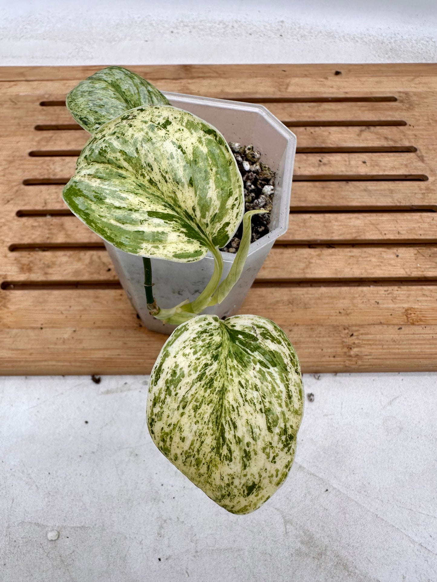 Scindapsus Peasun