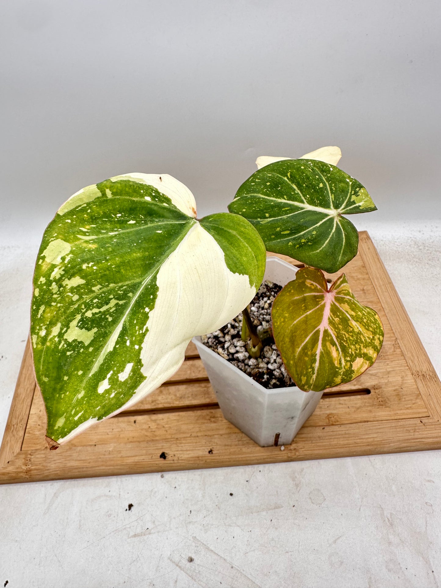 Philodendron Gloriosum Galaxy Variegated - August Sale
