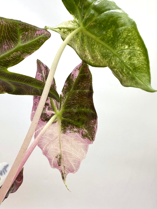 Alocasia Pink Dragon Albo Pink Variegated Corm