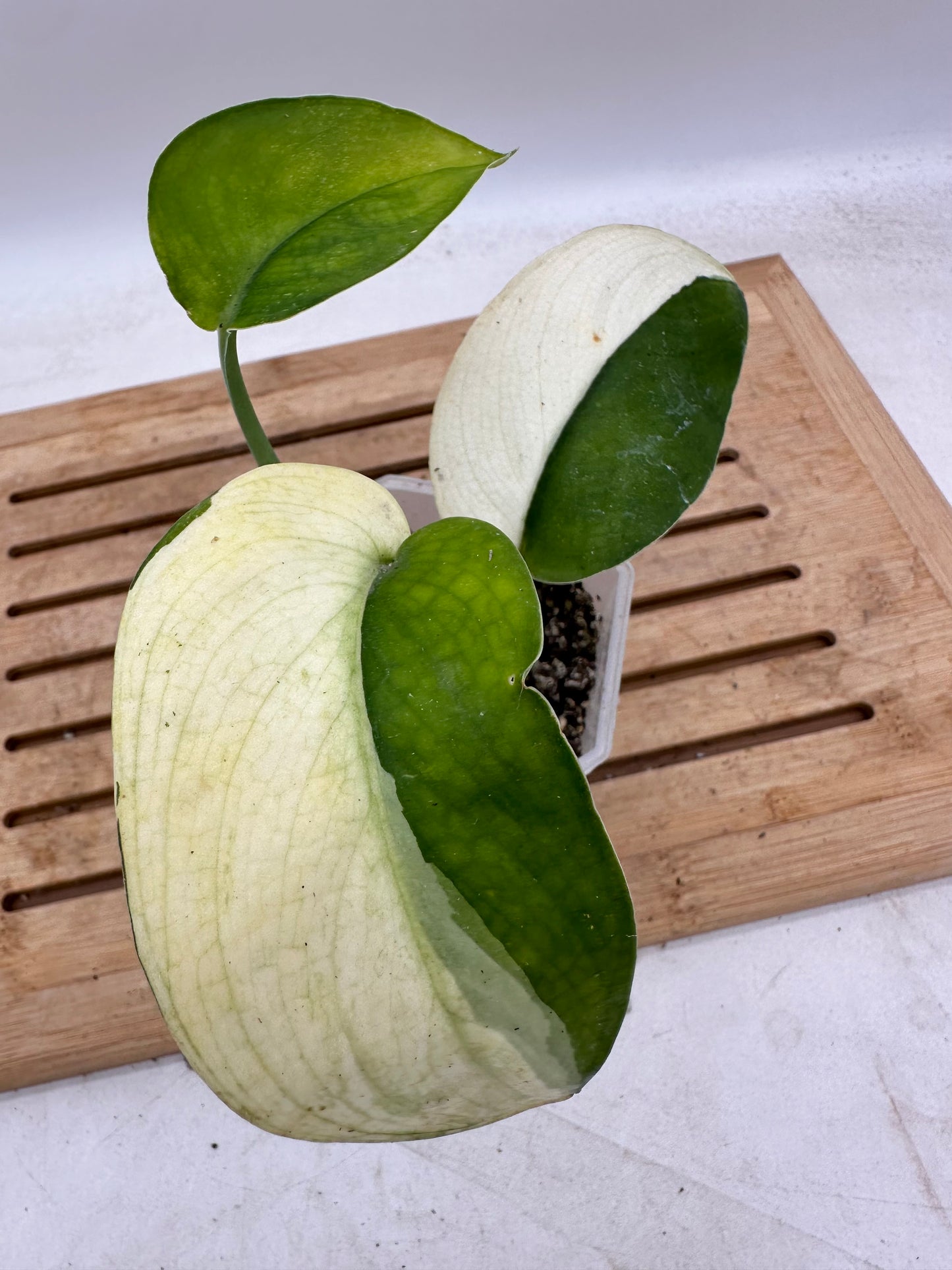 Scindapsus Jade Satin Albo White Variegated