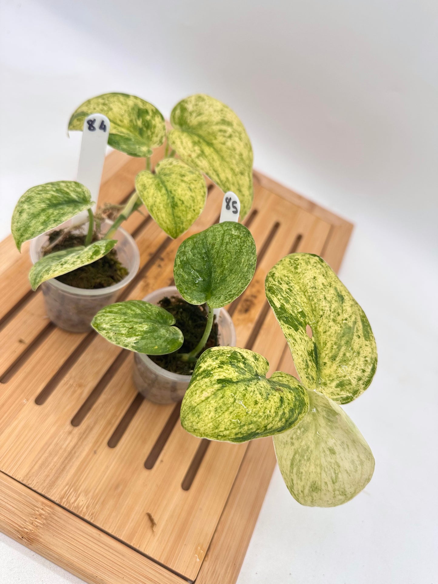 Scindapsus Halimoon Variegated 084 085