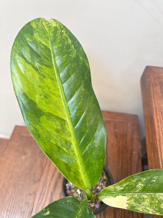 Dieffenbachia ‘Big Ben’ Variegated