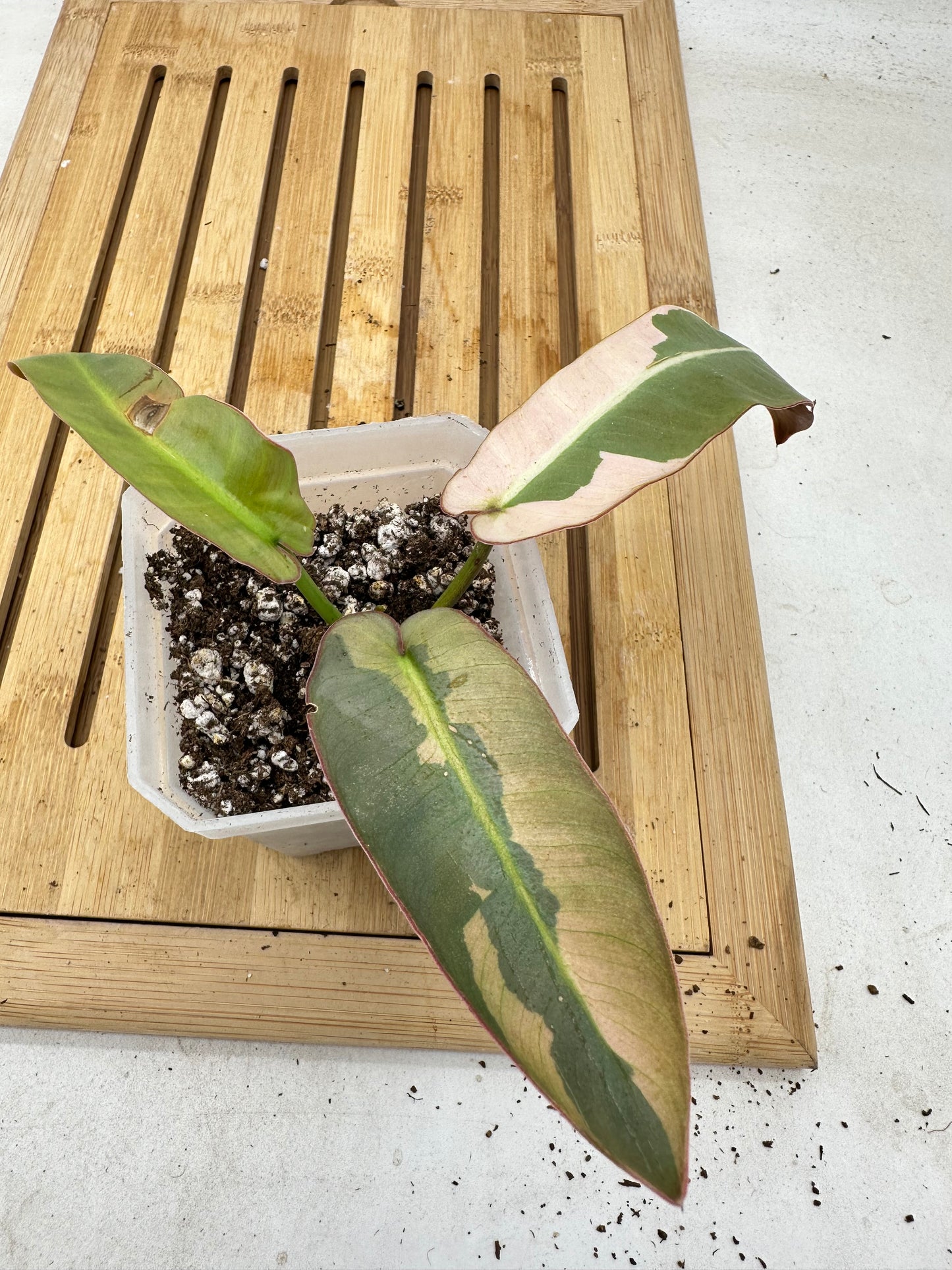 Long Weekend Sales 🐣🐇- Philodendron Atabapoense Variegated