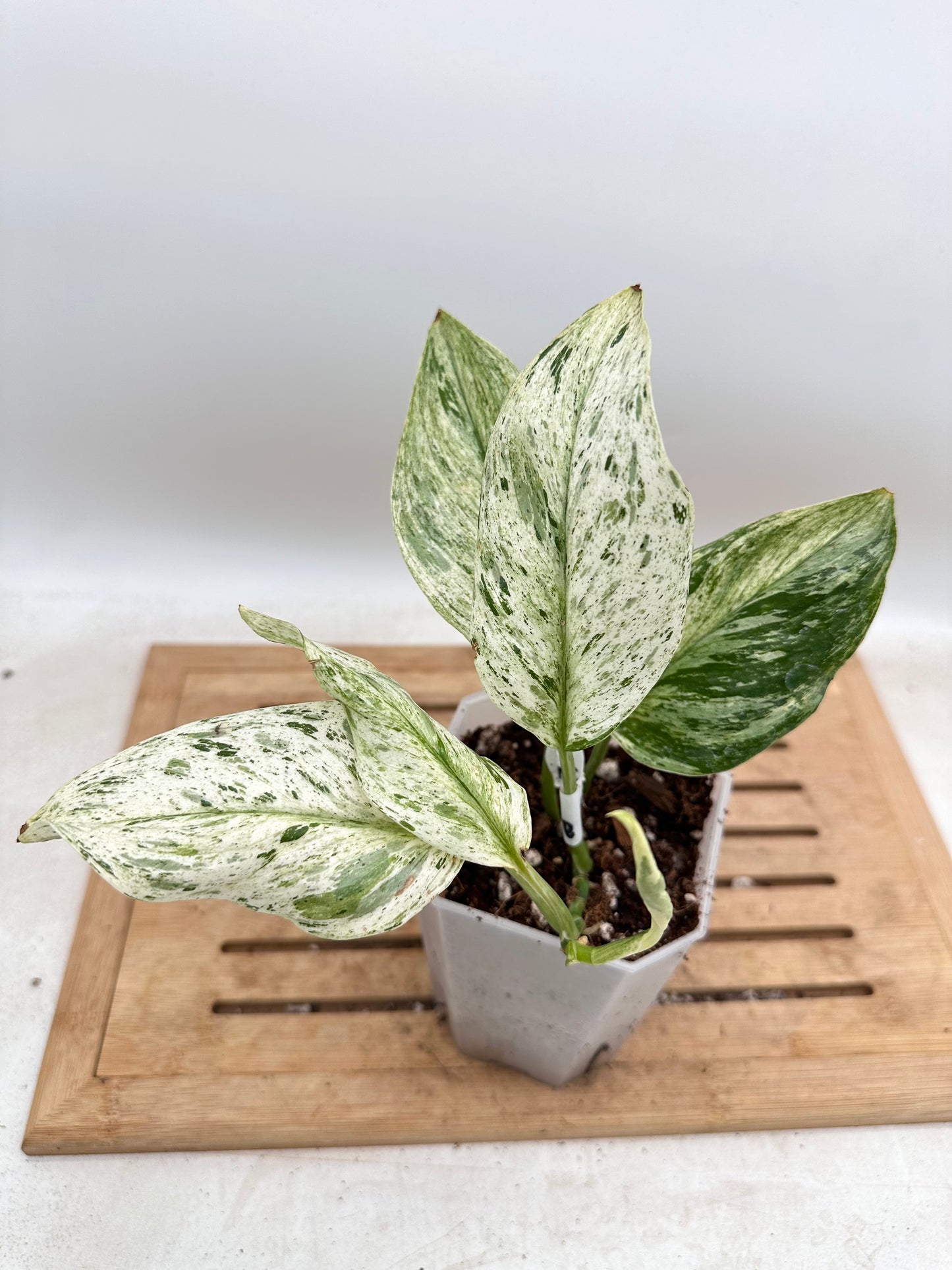 Scindapsus Treubii White Marble Variegated - Thanksgiving Sale 💚