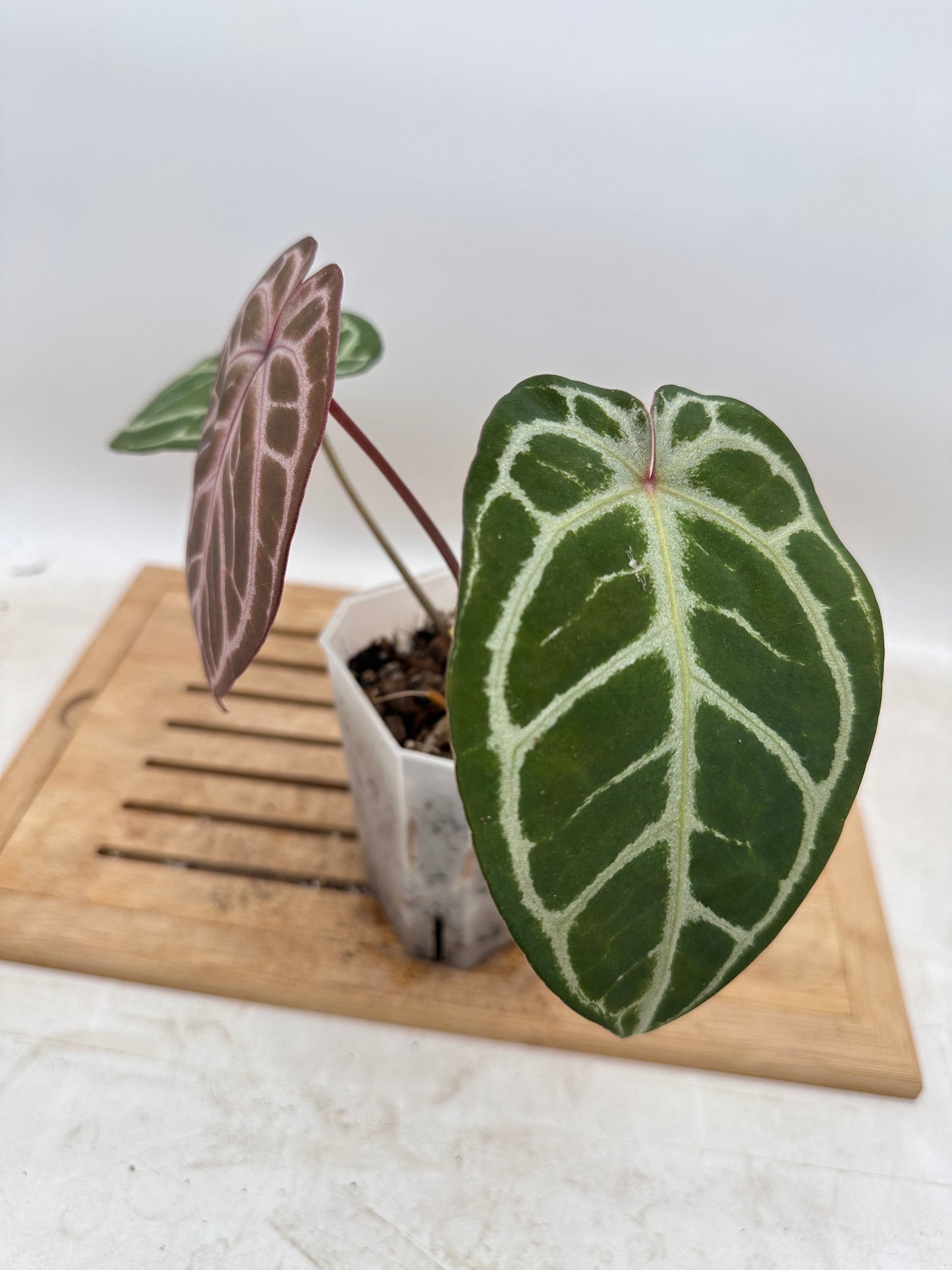 Anthurium Black Crystallinum x Red Crystallinum - Thanksgiving Sale 💚