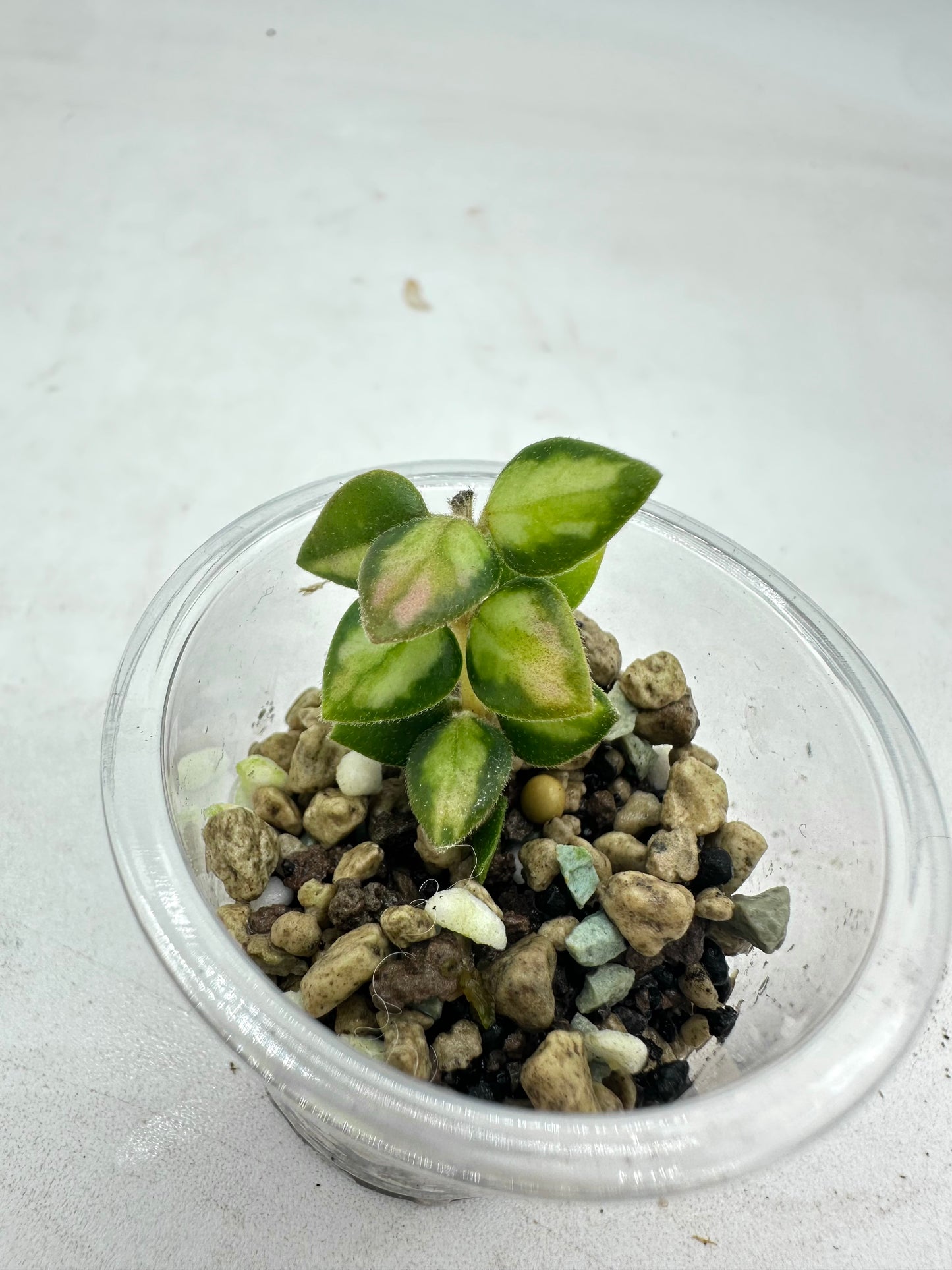 Hoya Chinghungensis Variegated