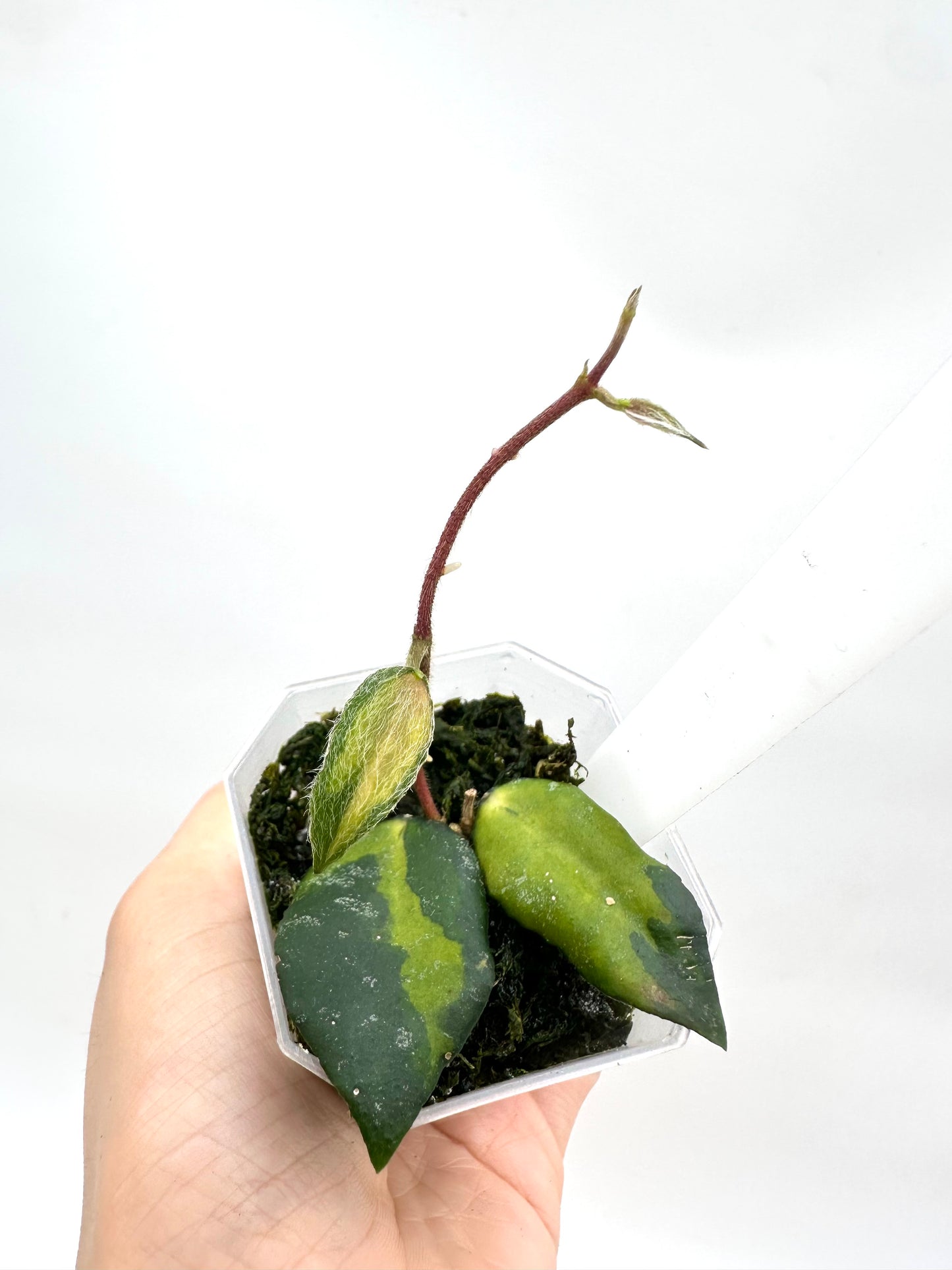 Hoya Caudata Variegated