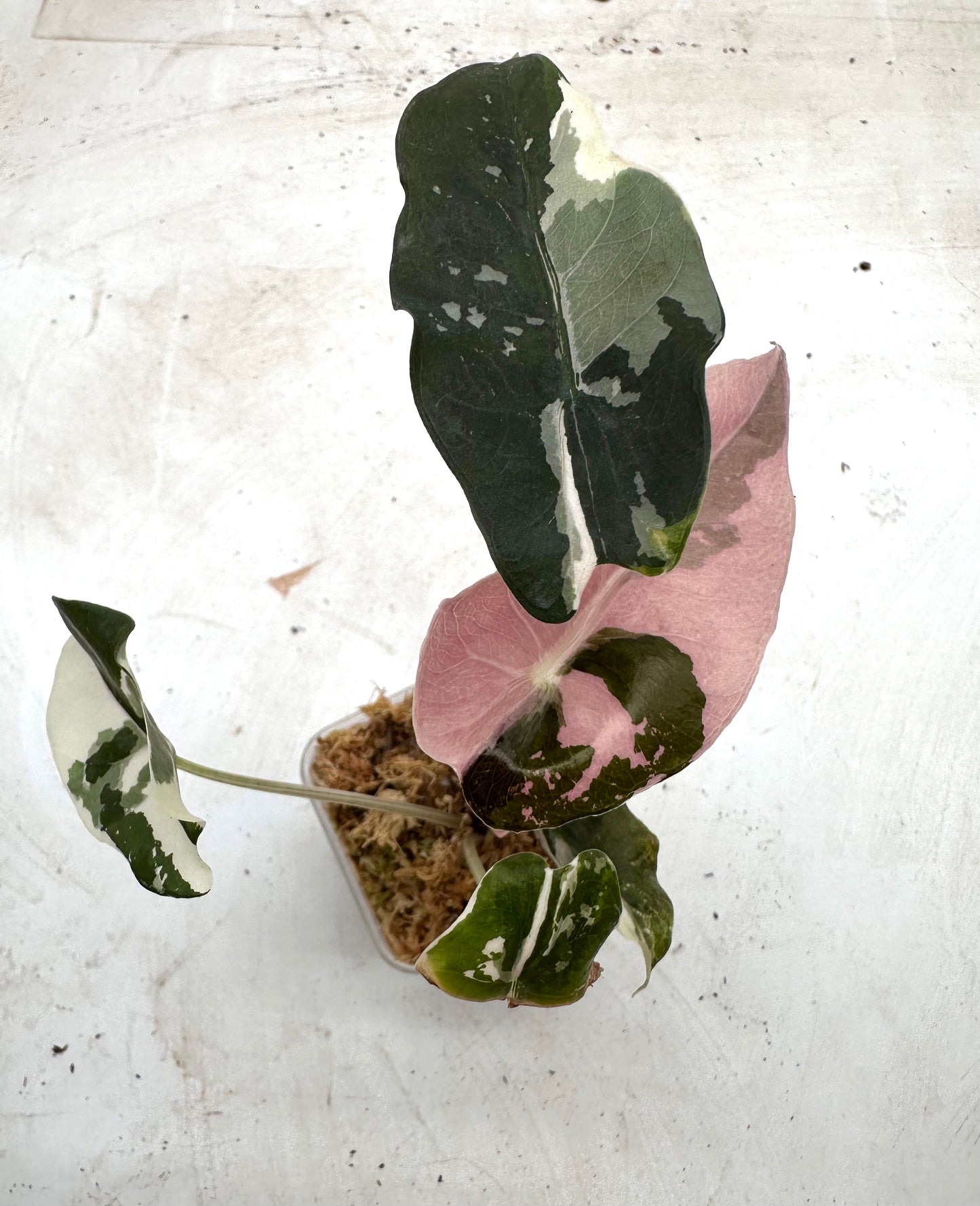 Alocasia Chantrieri Pink Variegated