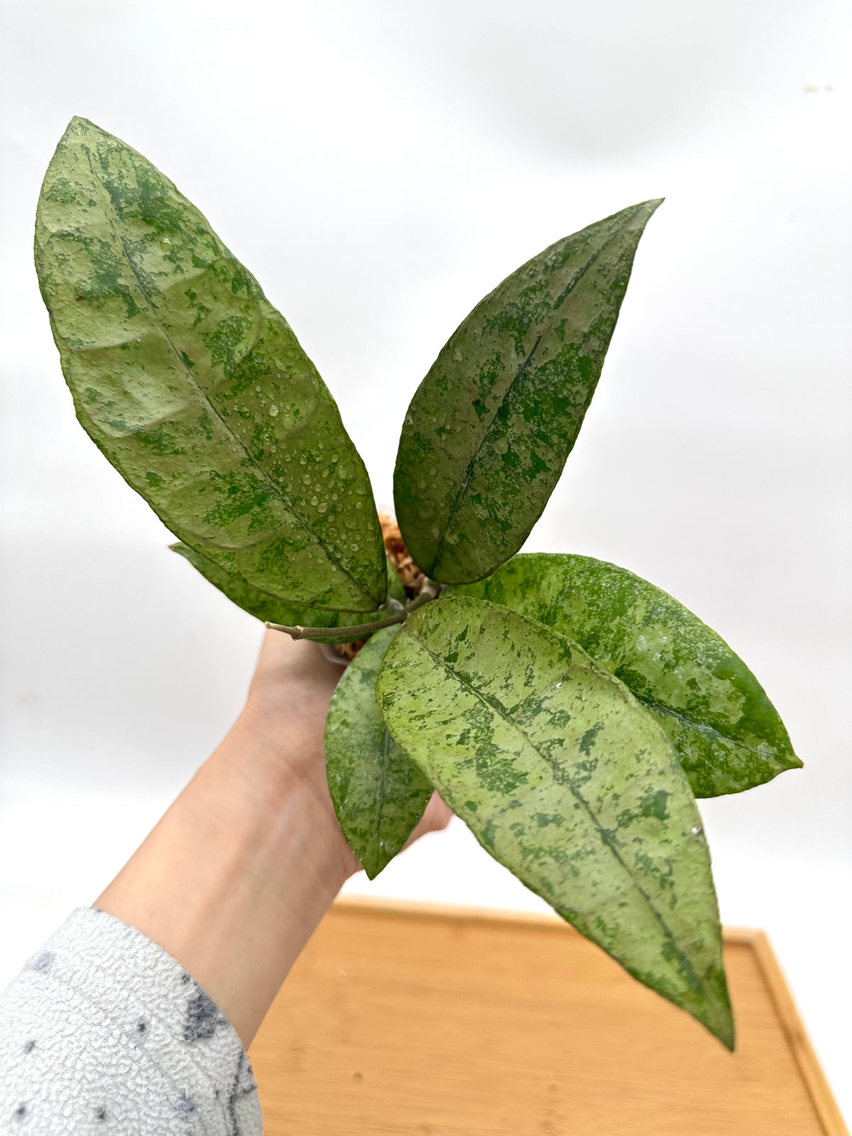 Hoya ‘Panggha’ Silver - Rare Find