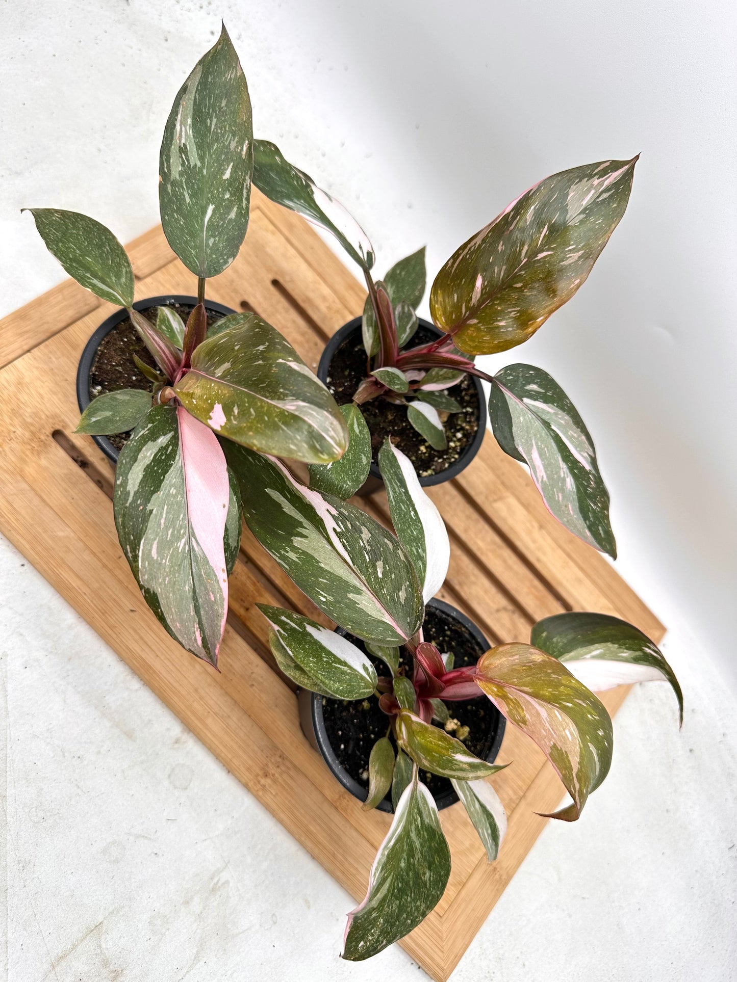 Philodendron Pink Princess - August Sale