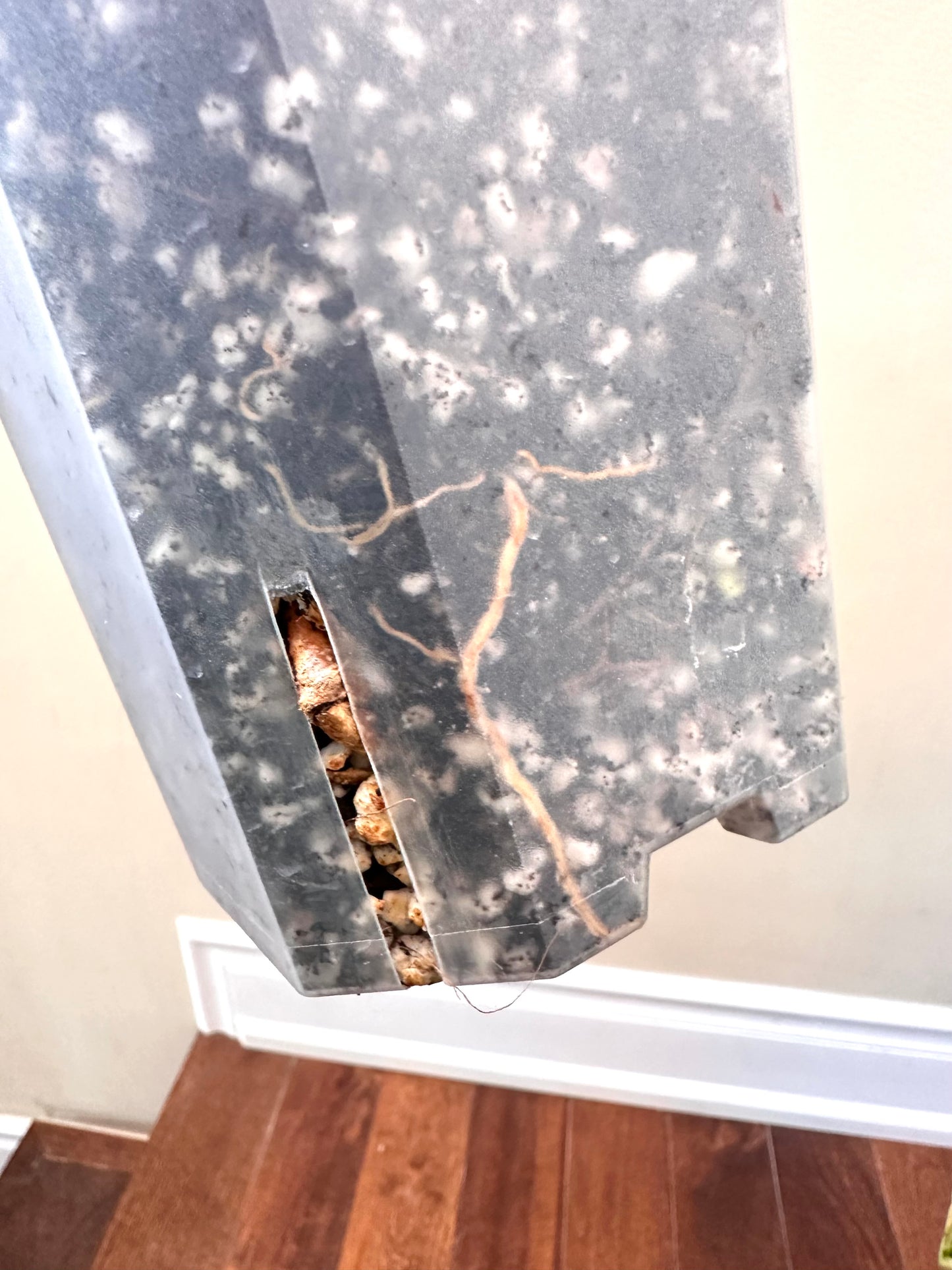 Variegated Money Tree B - August Sale