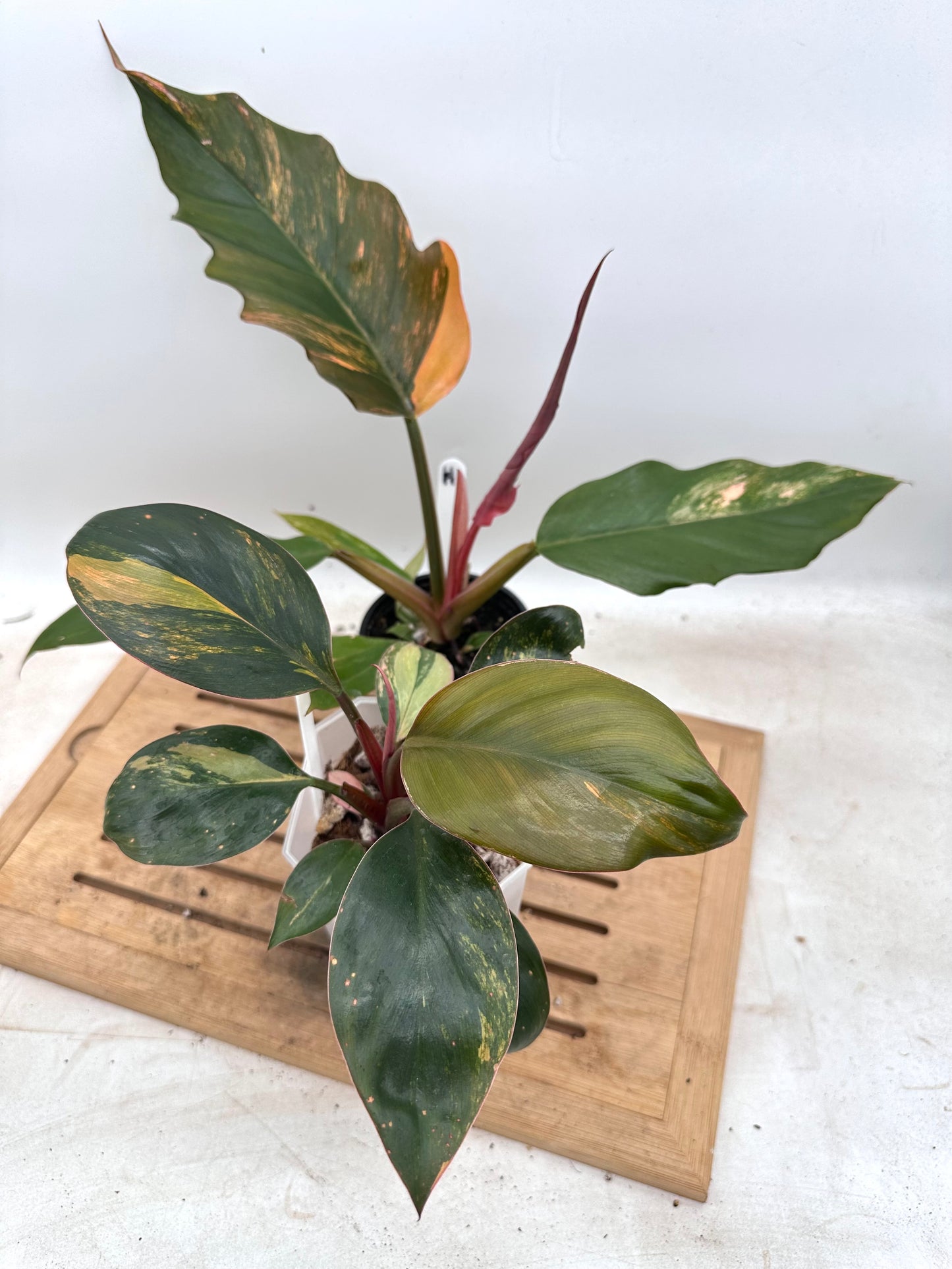 Combo Sale - Philodendron Caramel Marble & Red Congo Variegated