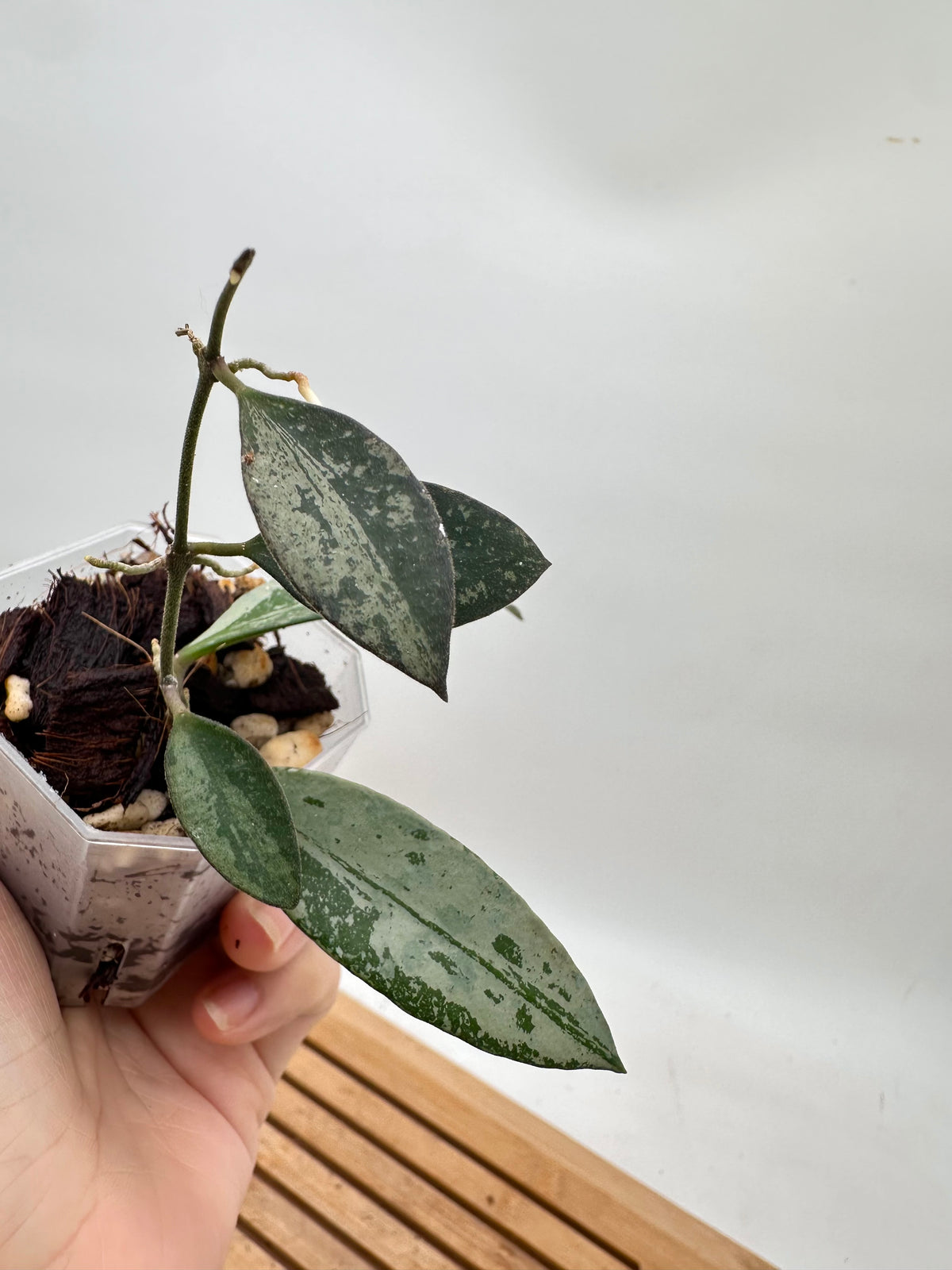 Hoya Rosita Silver