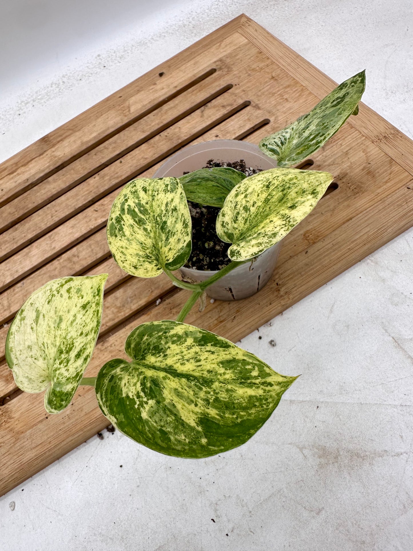 Scindapsus Jade Satin Marble Variegated
