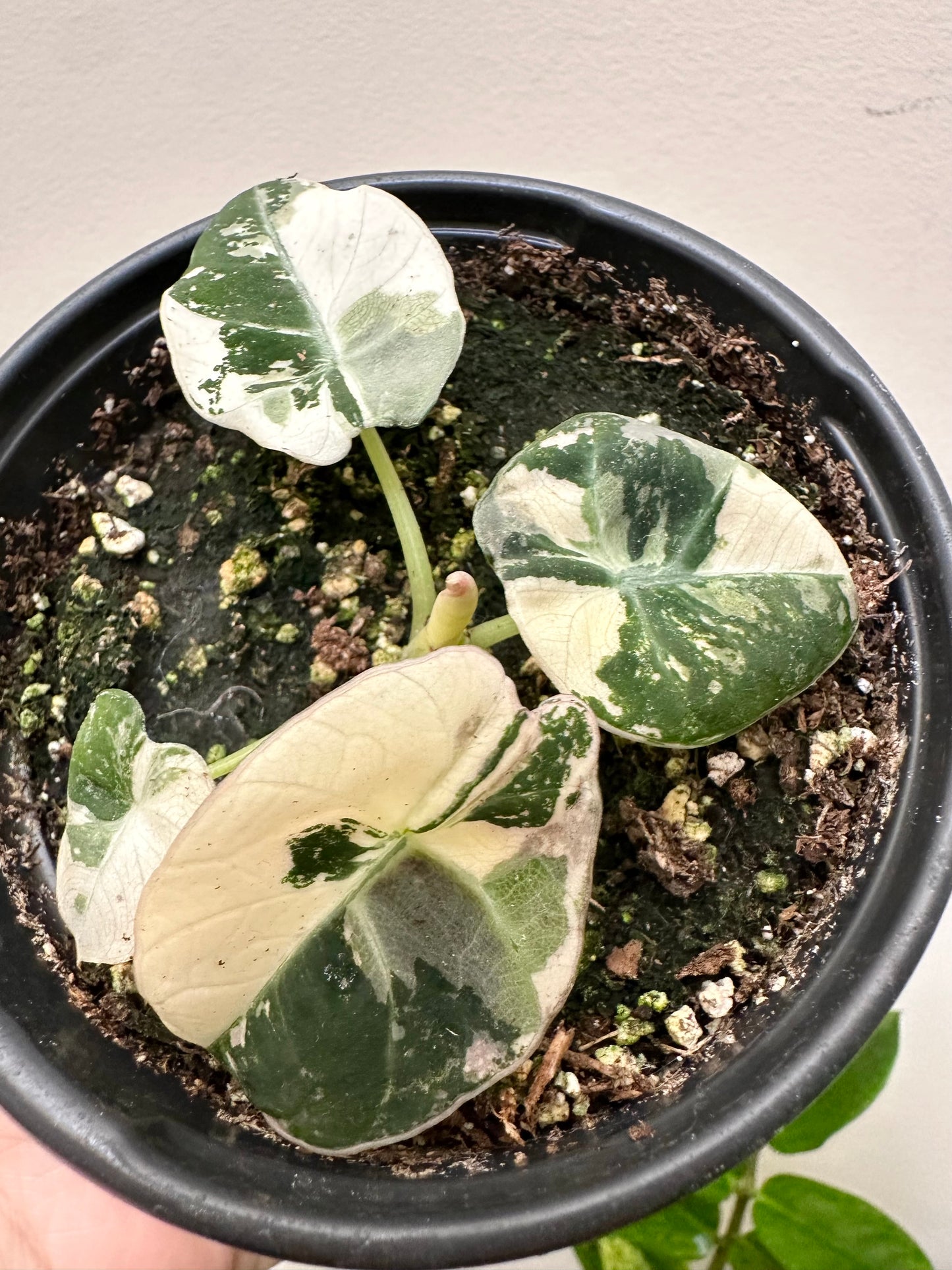 Pre Mother’s Day Sale -
- Alocasia Black Velvet Variegated