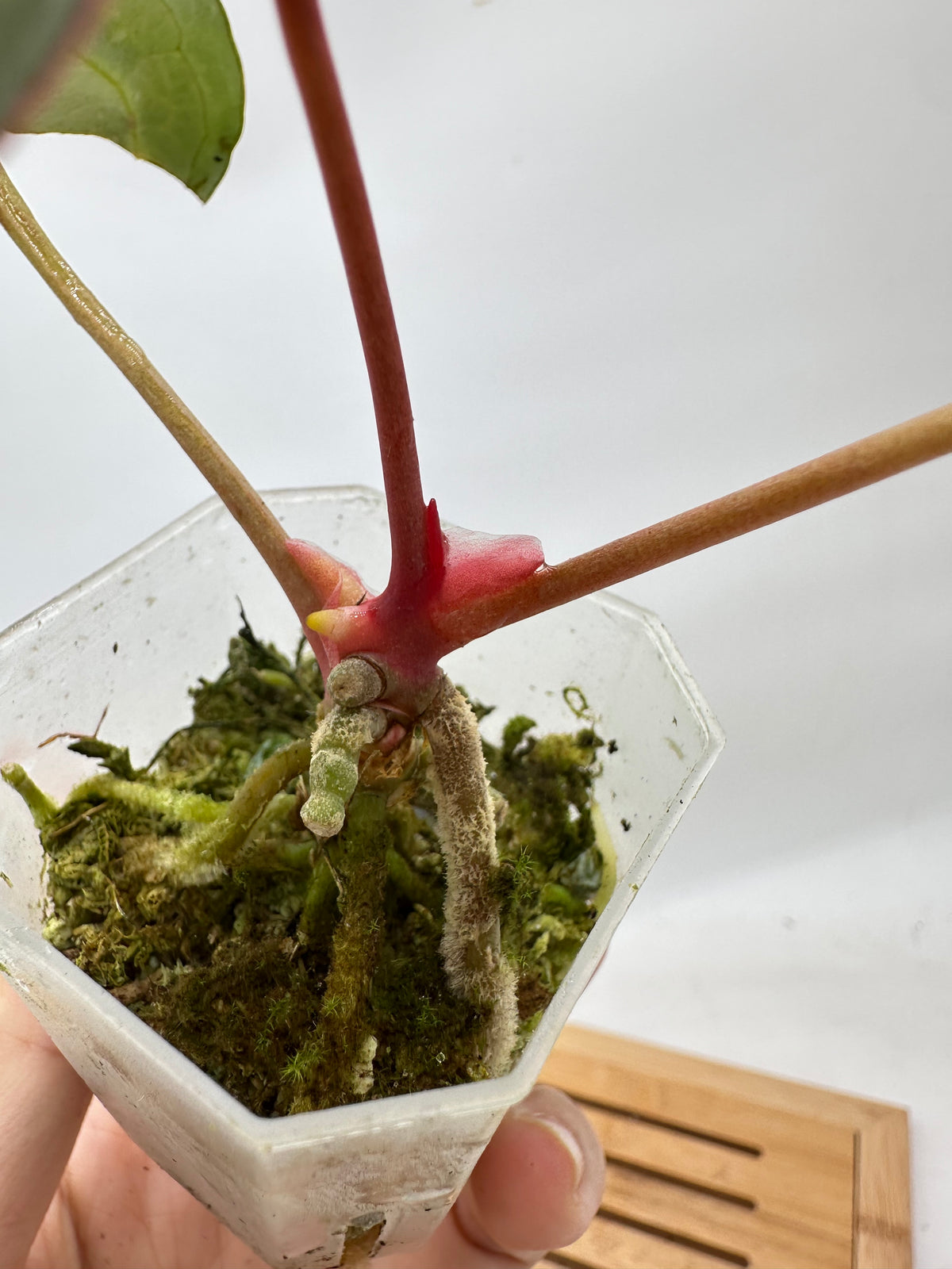 Anthurium Michelle (Self Pollinated)