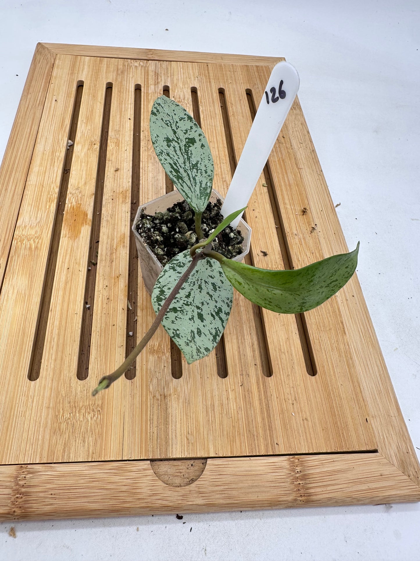 Hoya Publicalyx Silver Splash 126