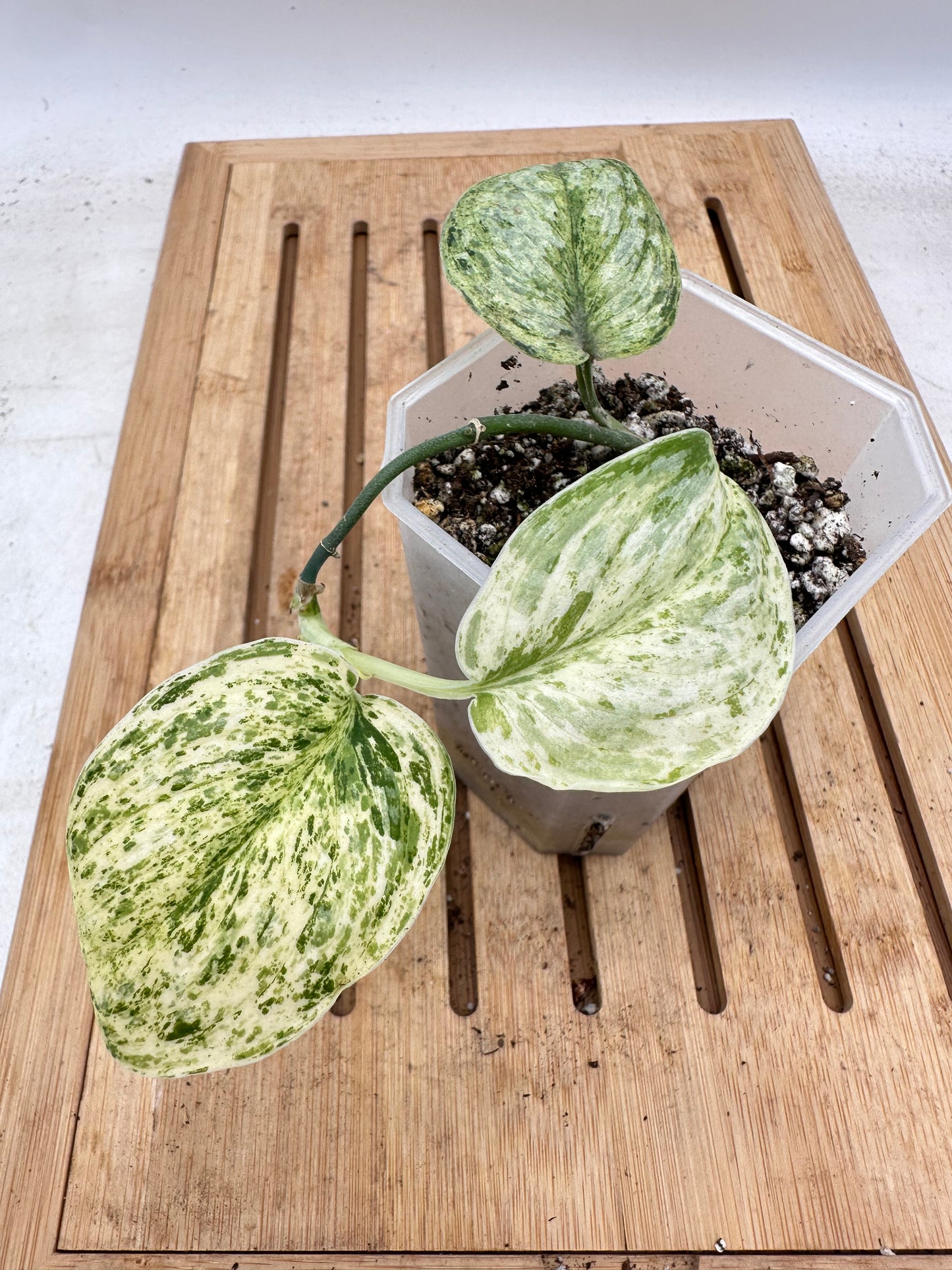Scindapsus Peasun