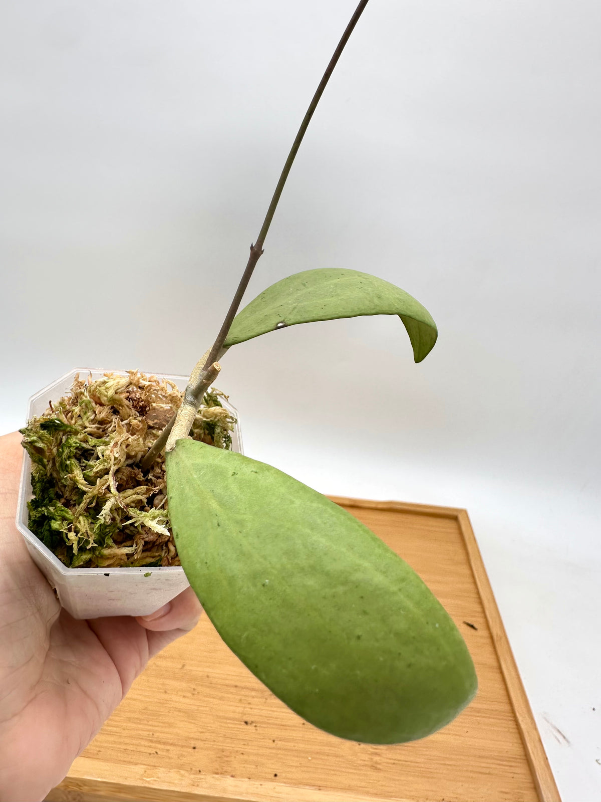 Hoya Eryrhrostemma Silver - Long Vine