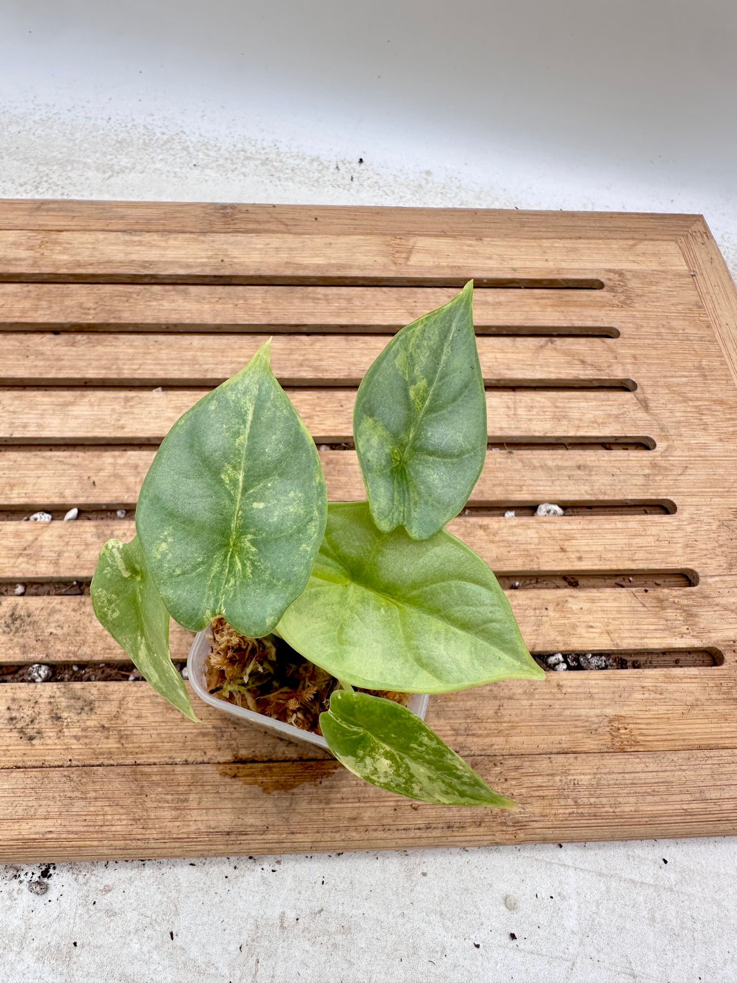 Alocasia Silver Dragon Aurea Variegated