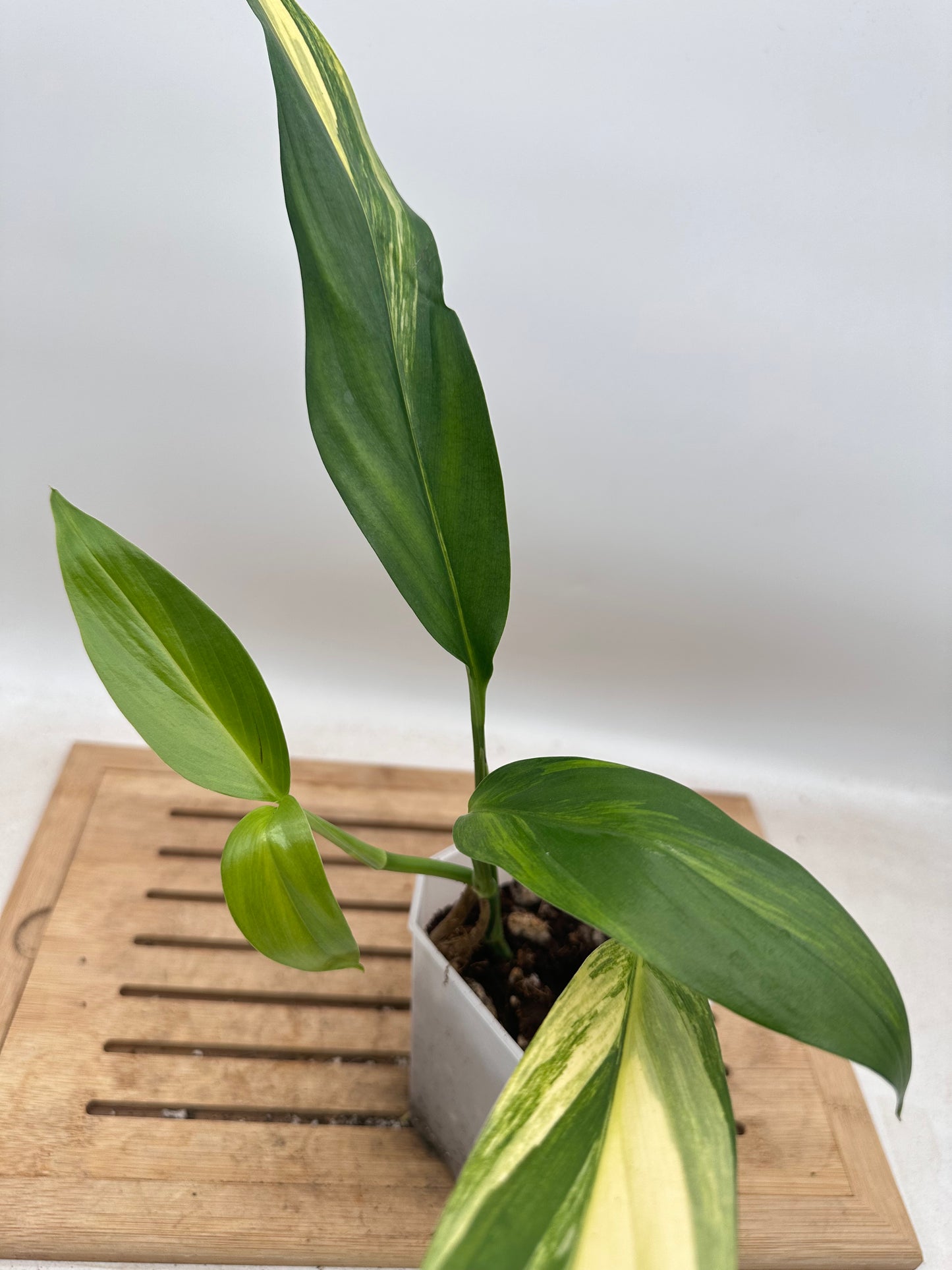 Epipremnum Amplissimum Variegated