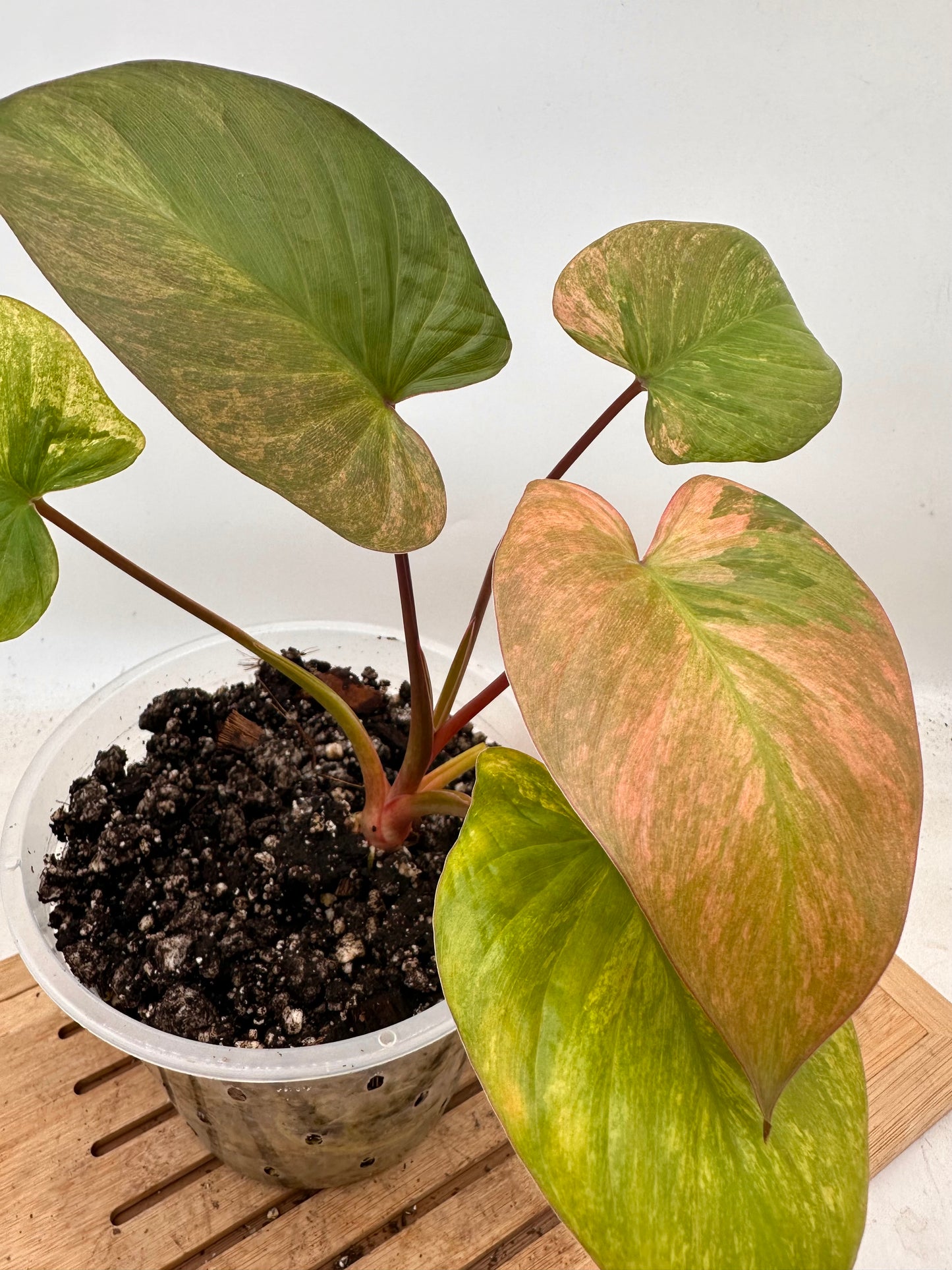 Homalonema Rubences Mint Pink Variegated