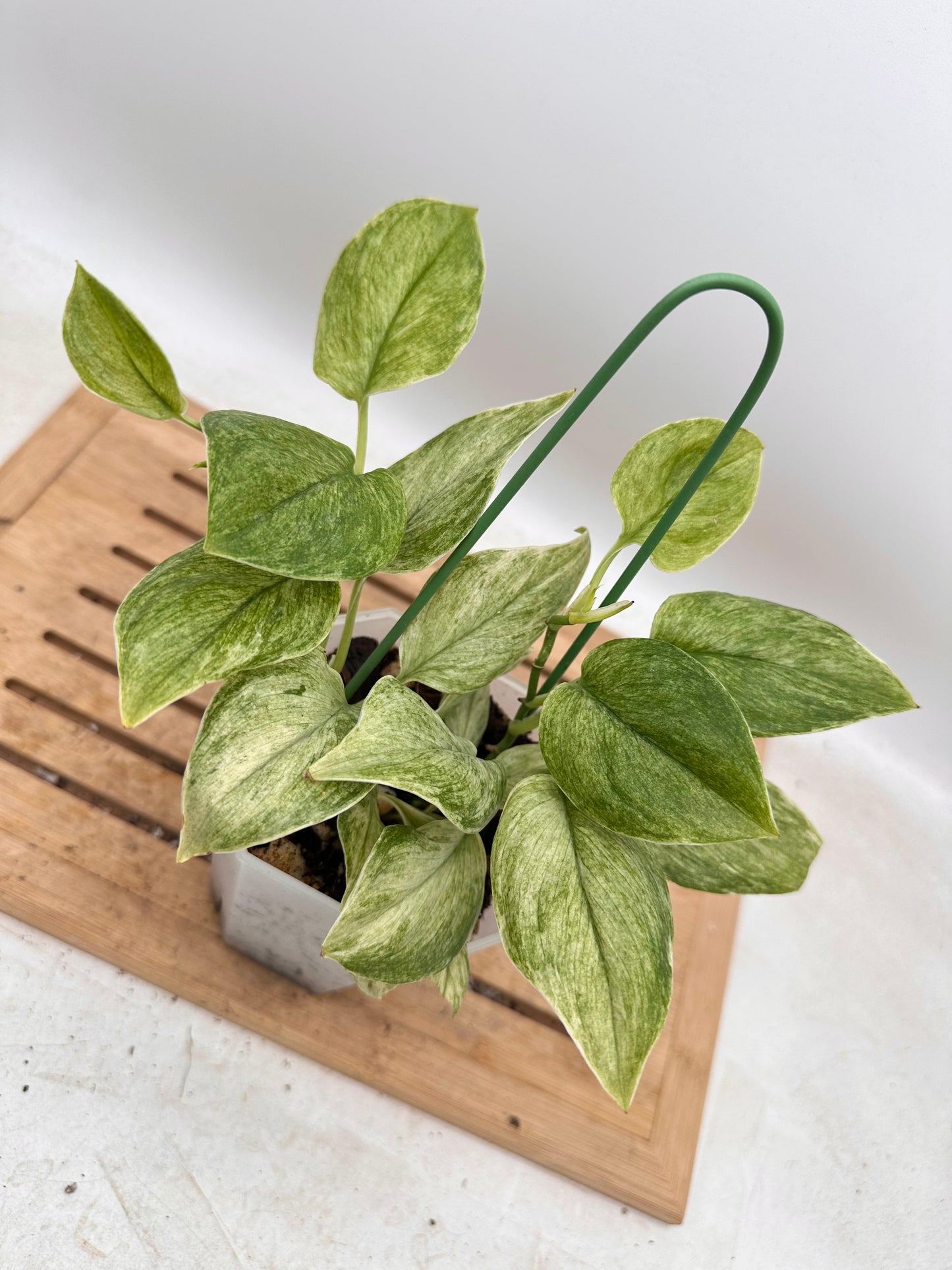 Scindapsus Treubii Mint Variegated - Multiple growths - Thanksgiving Sale 💚