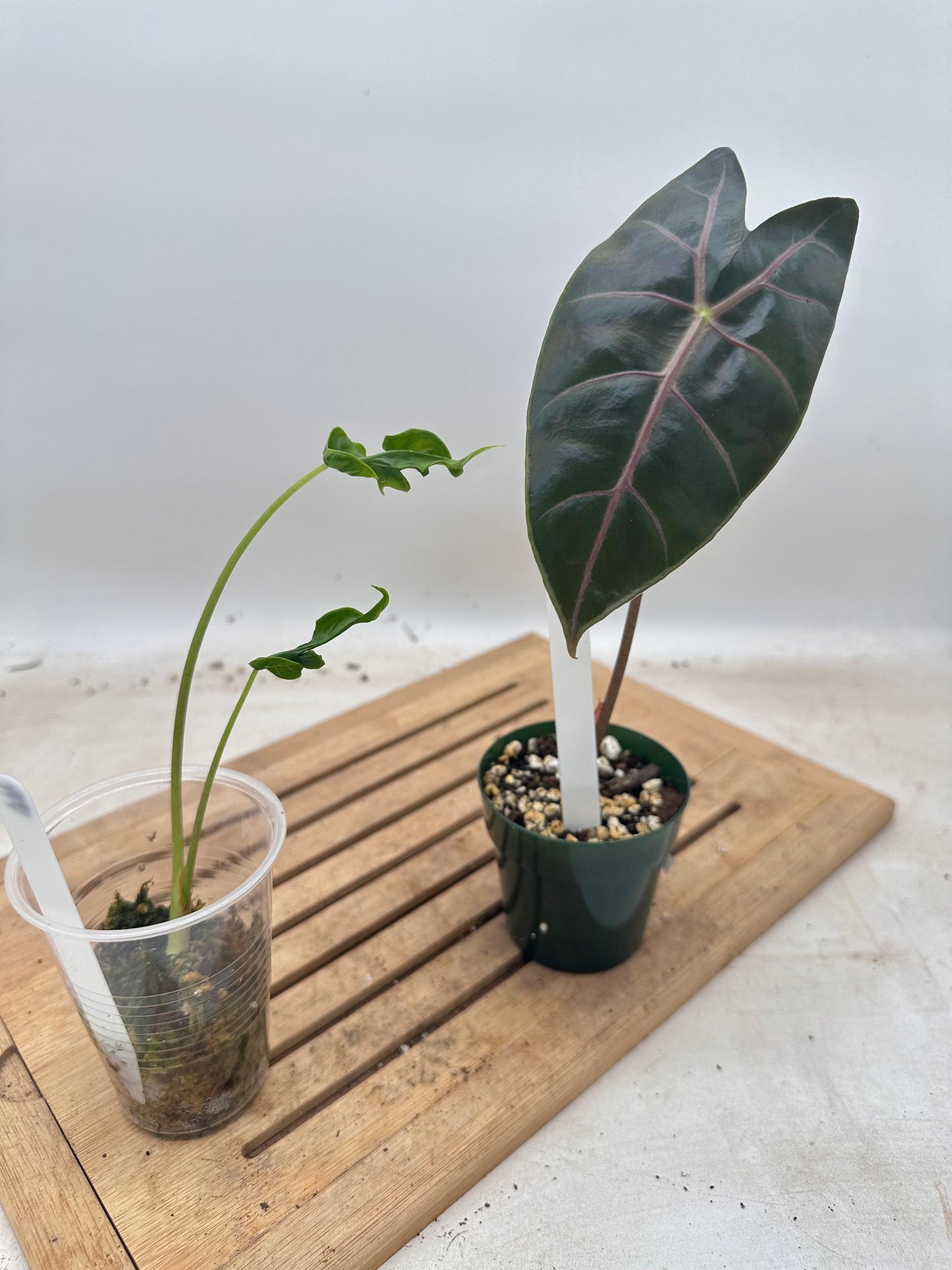 Combo Sale - Alocasia Surhimaniana Purple & Teletubbies