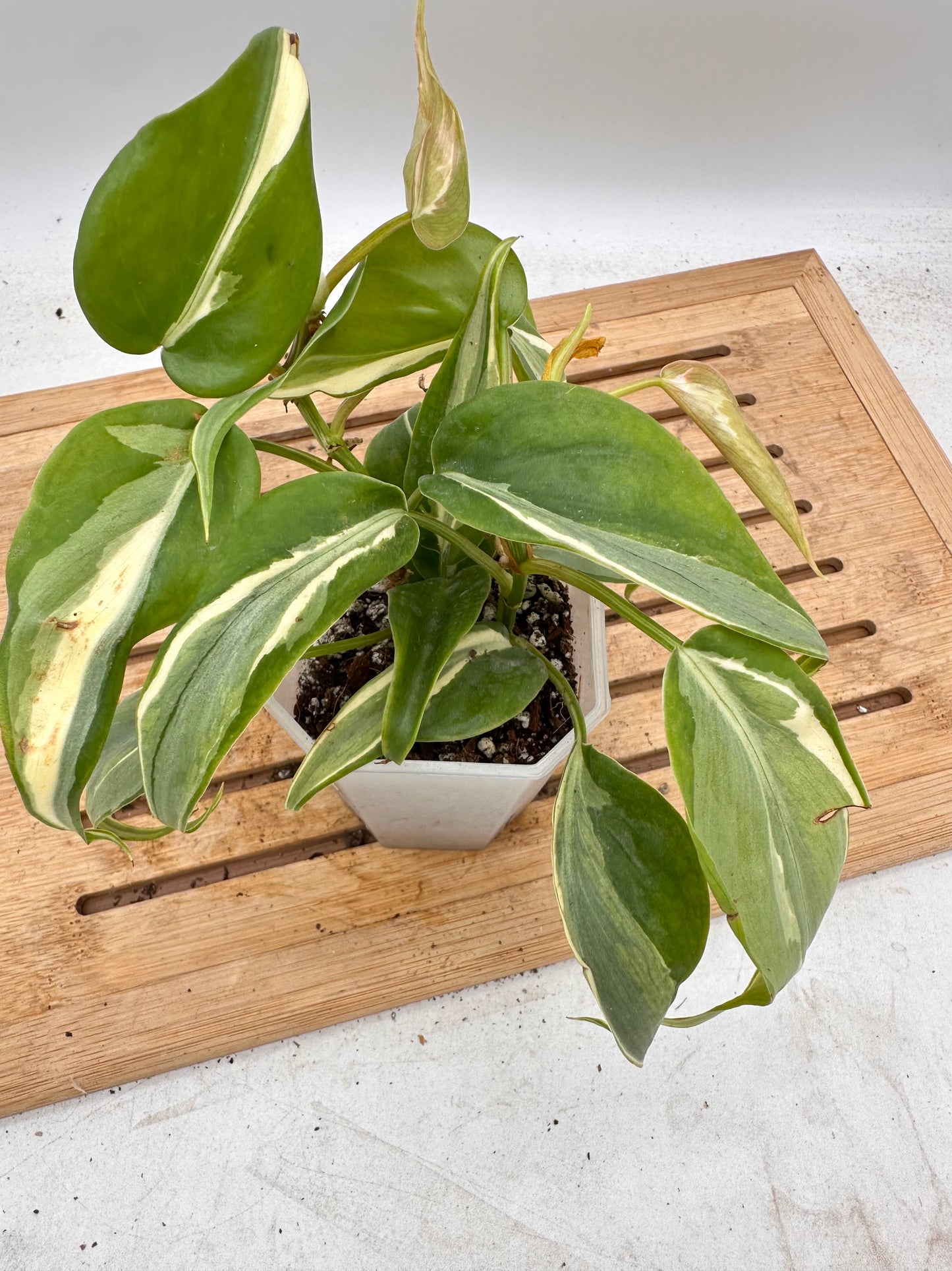 Philodendron Rio