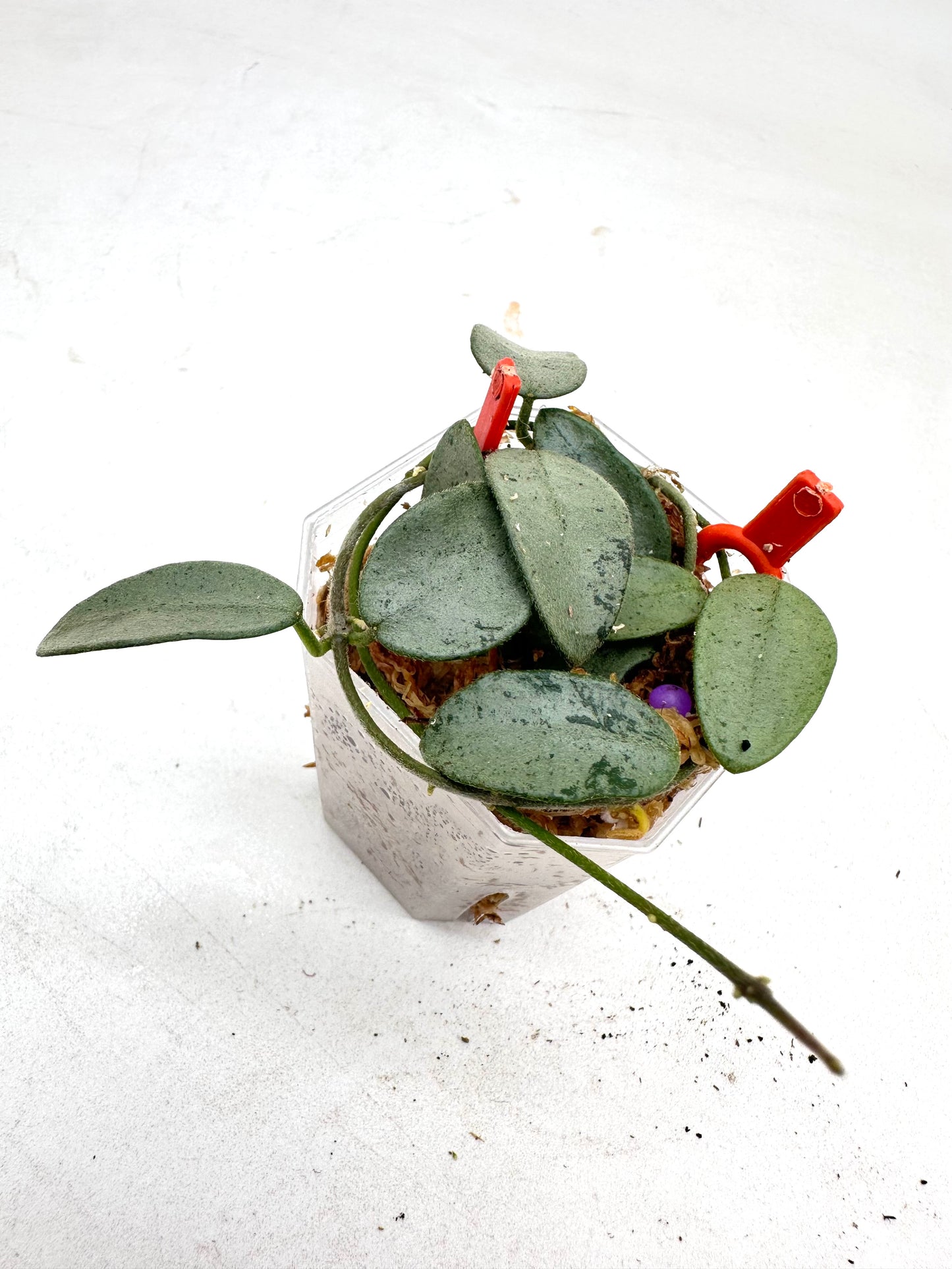 Hoya Lima Silver